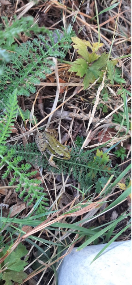 Retour sur la haie des grenouilles (et crapauds)