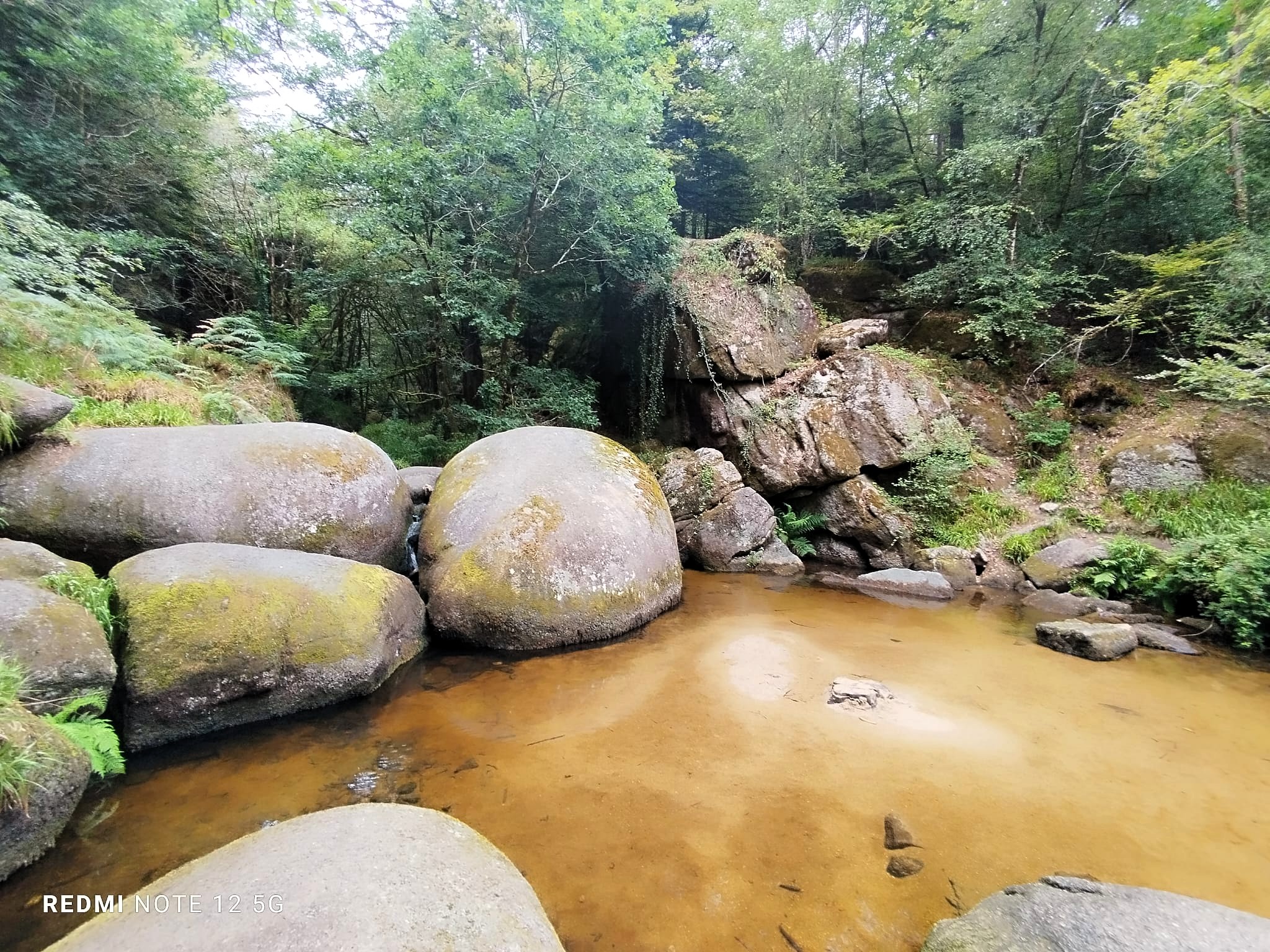2026-06-28-Matin-Foret-d-Huelgoat-102-