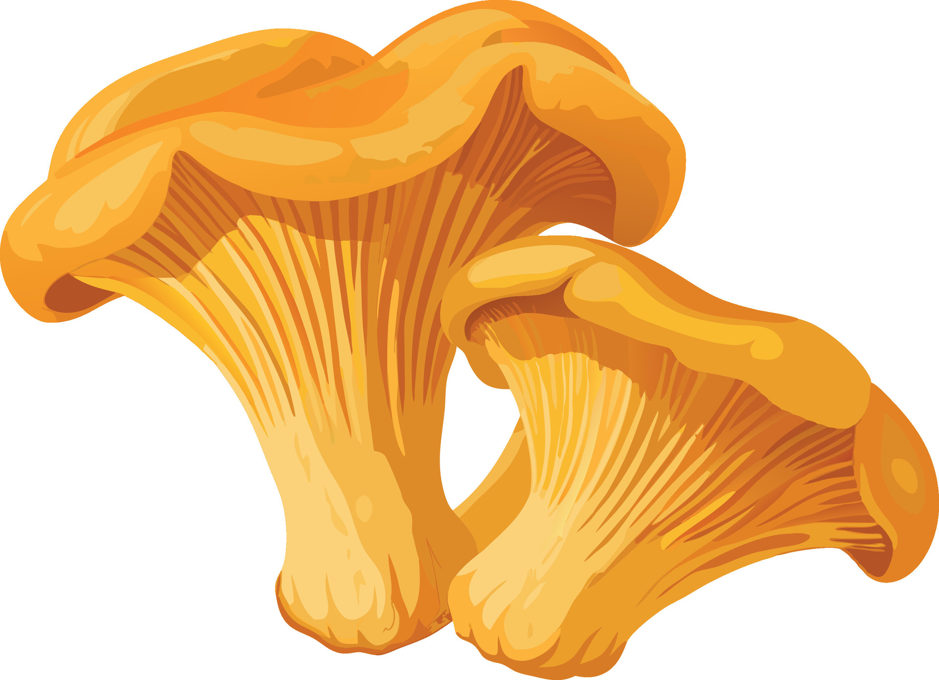 Dessin-chanterelles