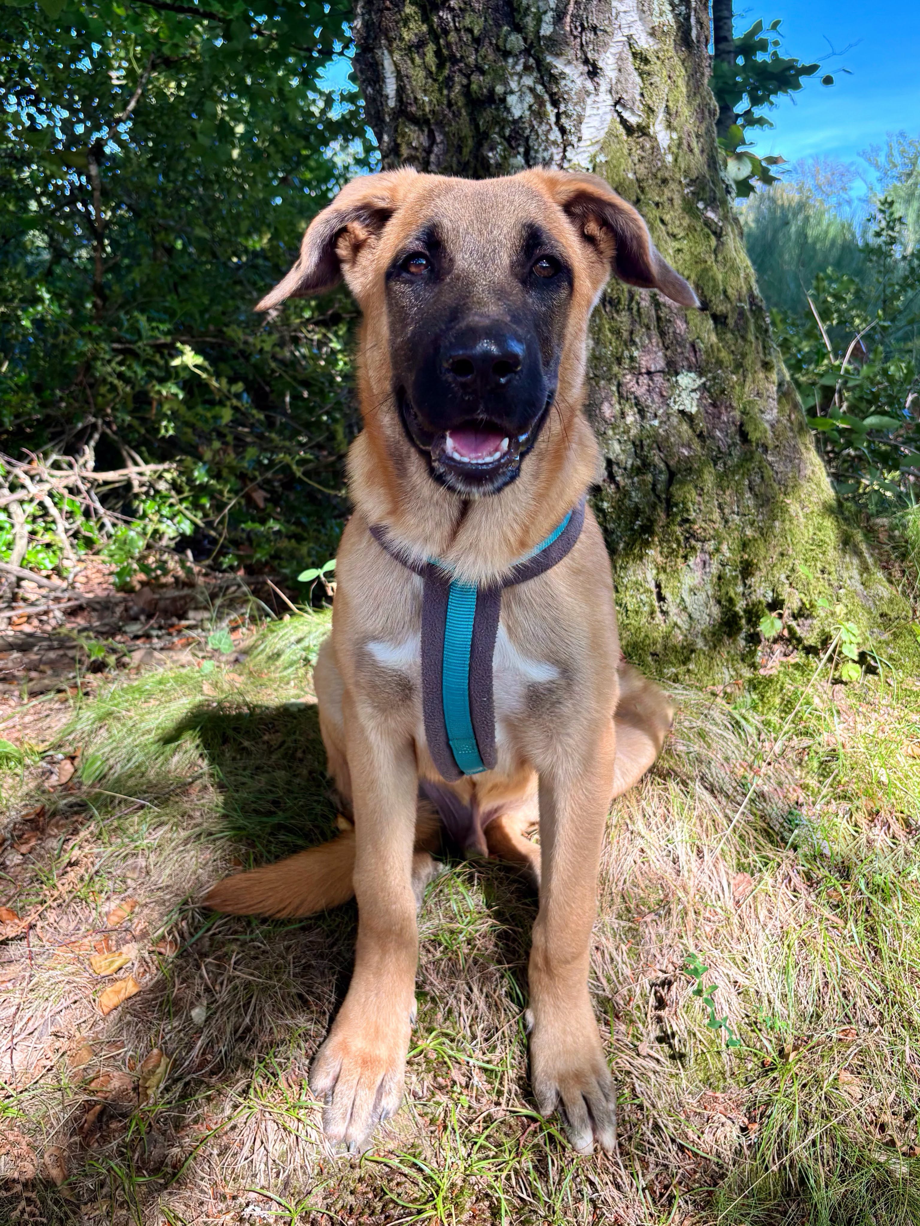 Ripley