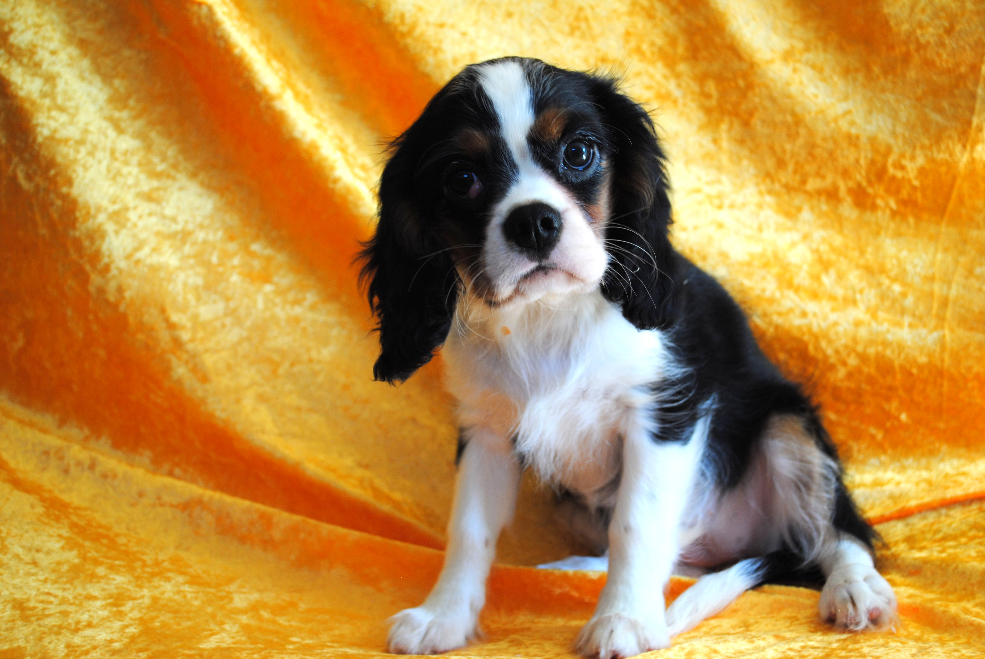 DSC 0043-Copie