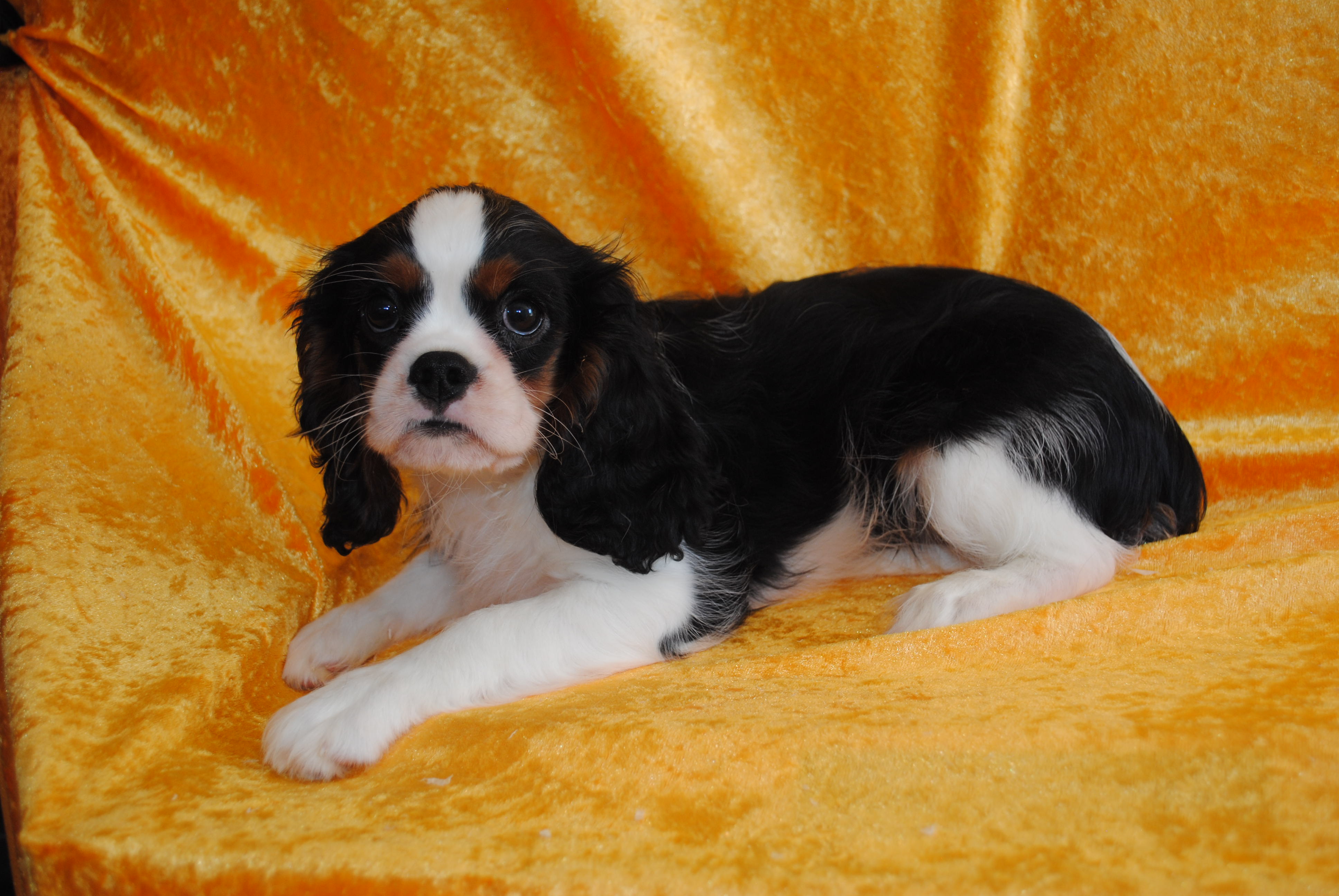Dsc 0066 copie