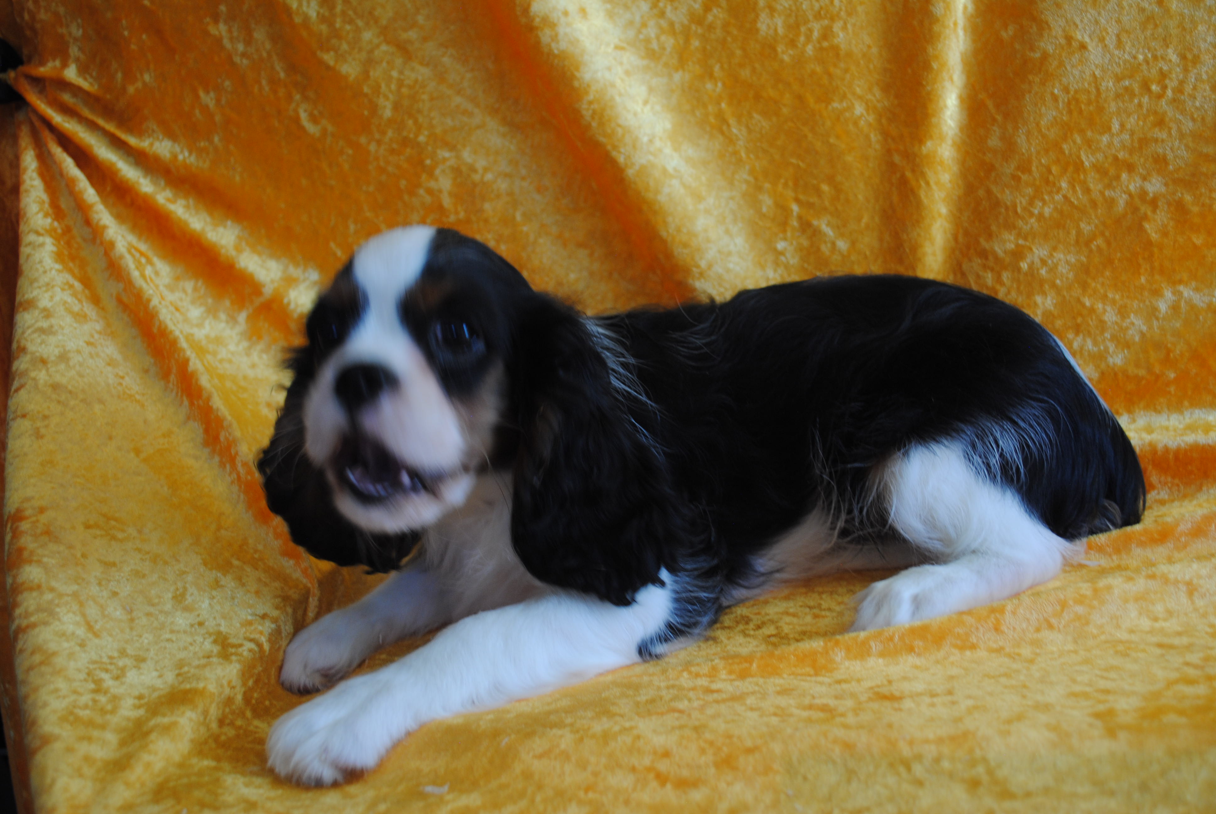 Dsc 0065 copie