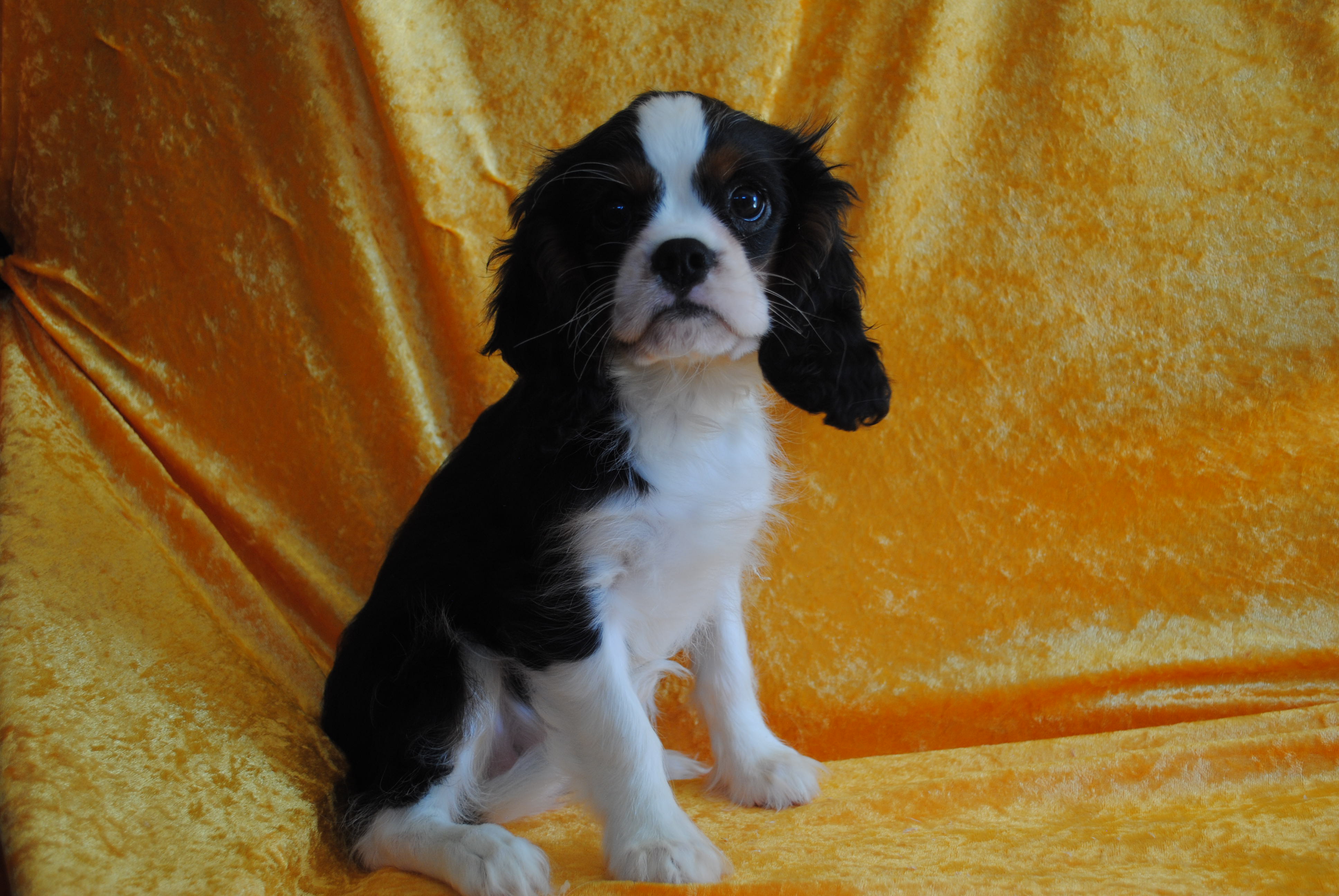 Dsc 0062 copie