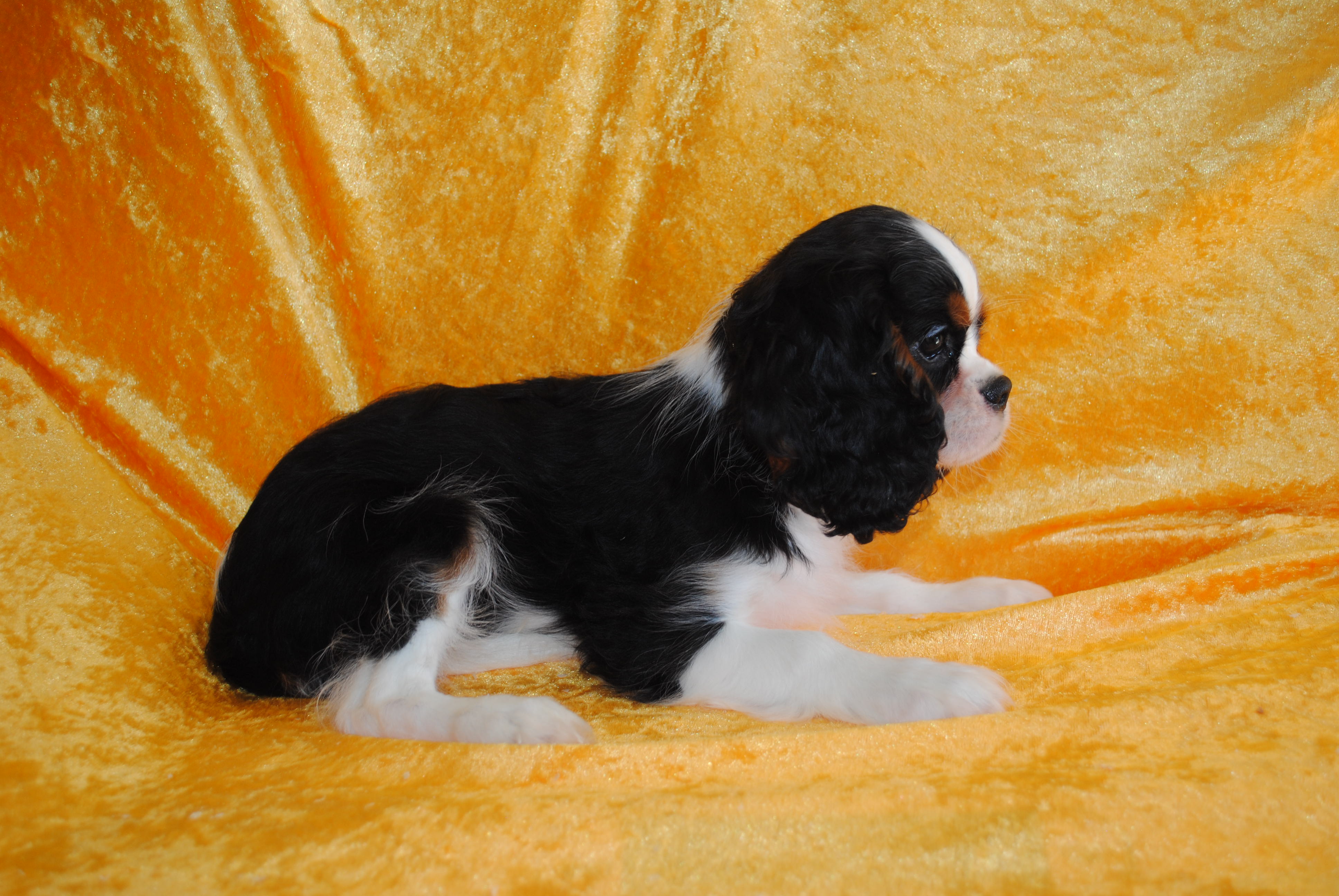 Dsc 0059 copie
