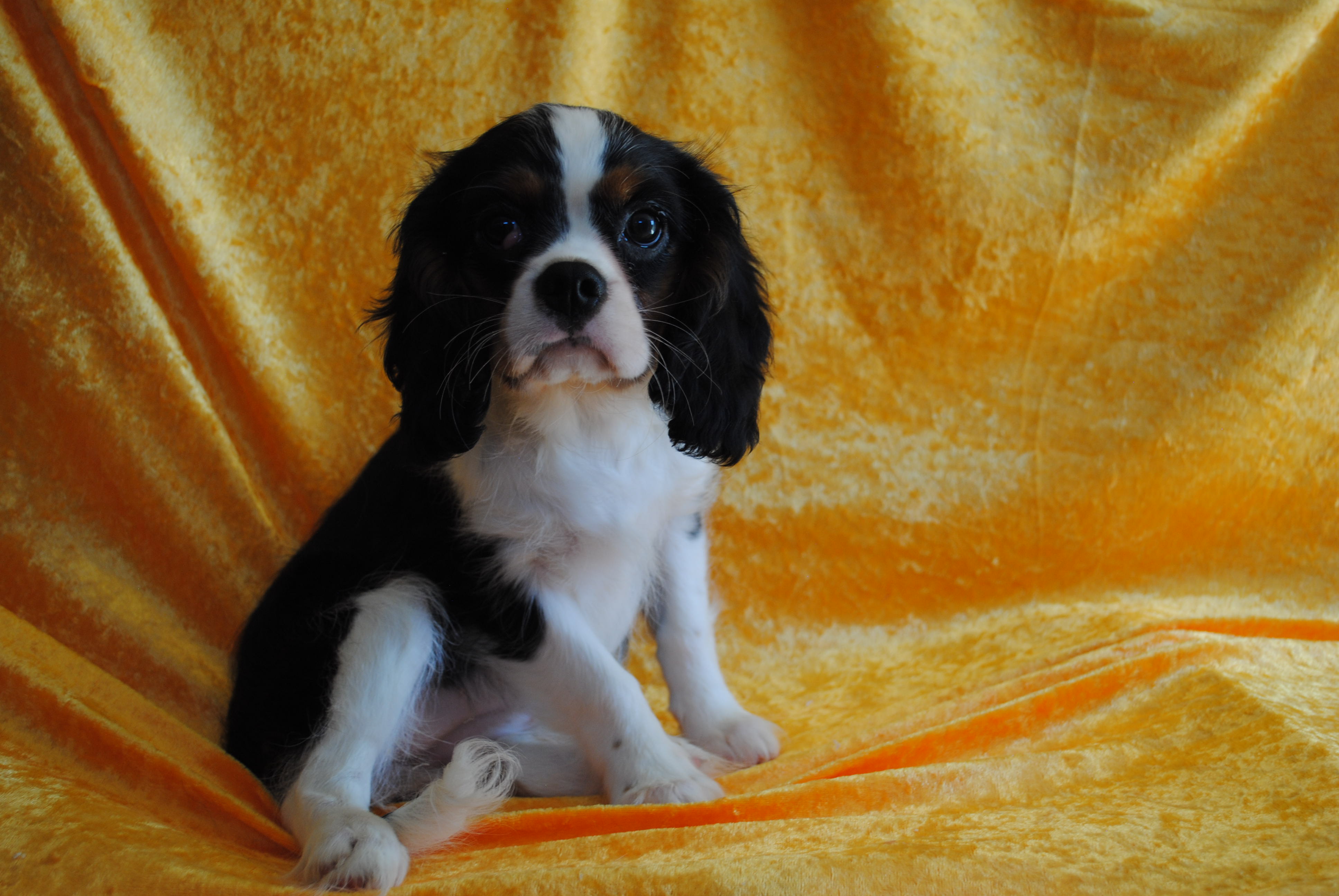 Dsc 0056 copie