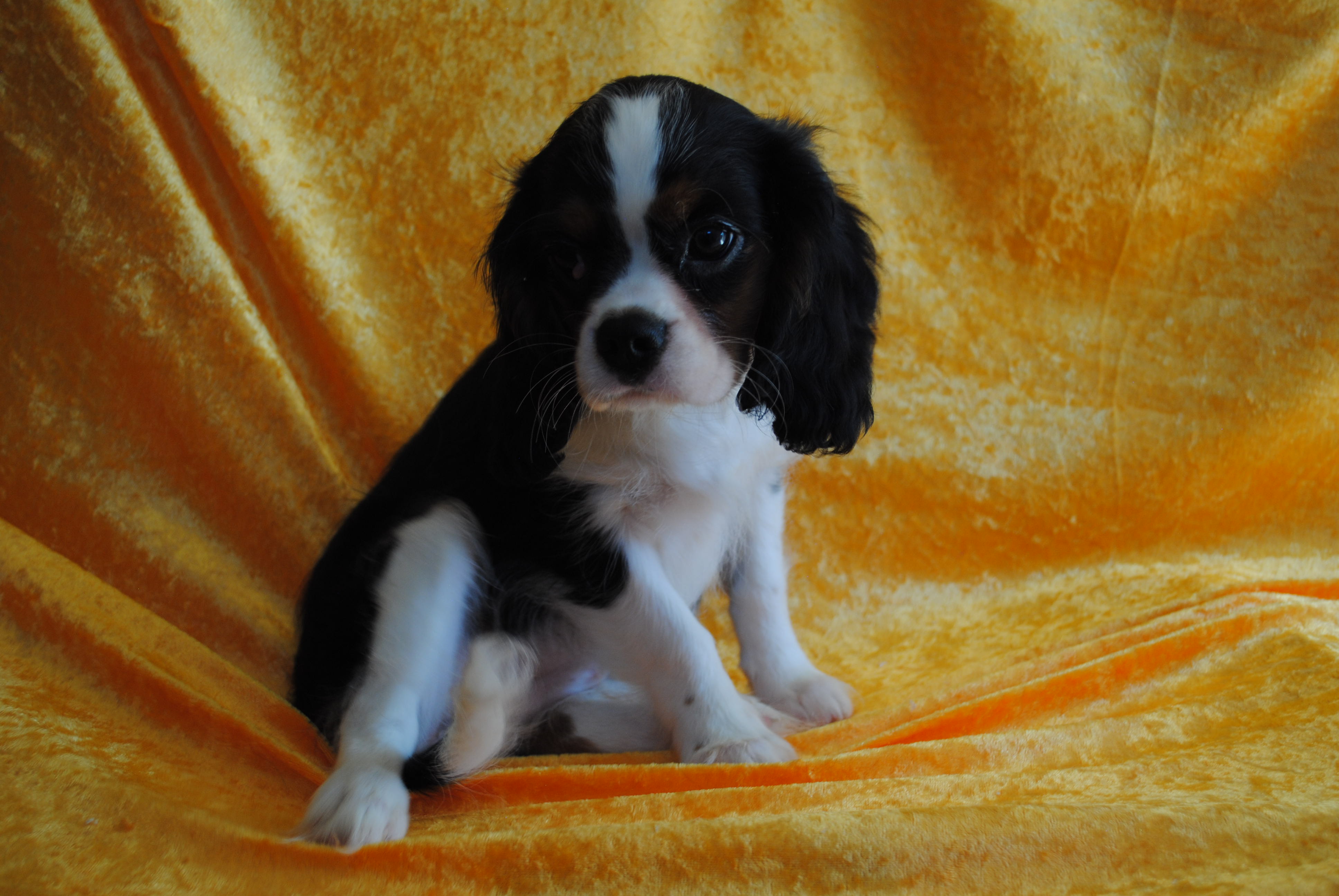 Dsc 0055 copie