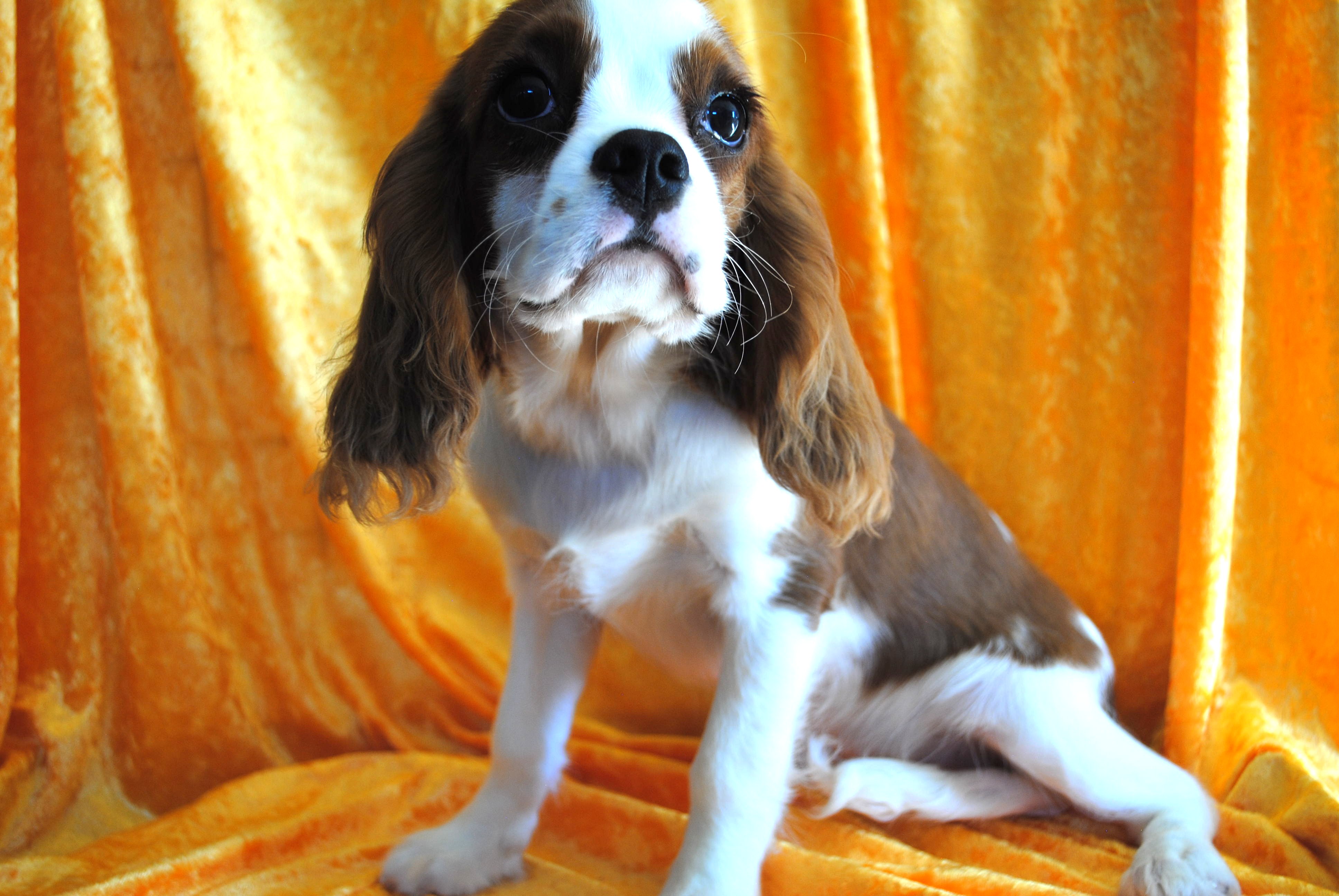 Dsc 0026 copie