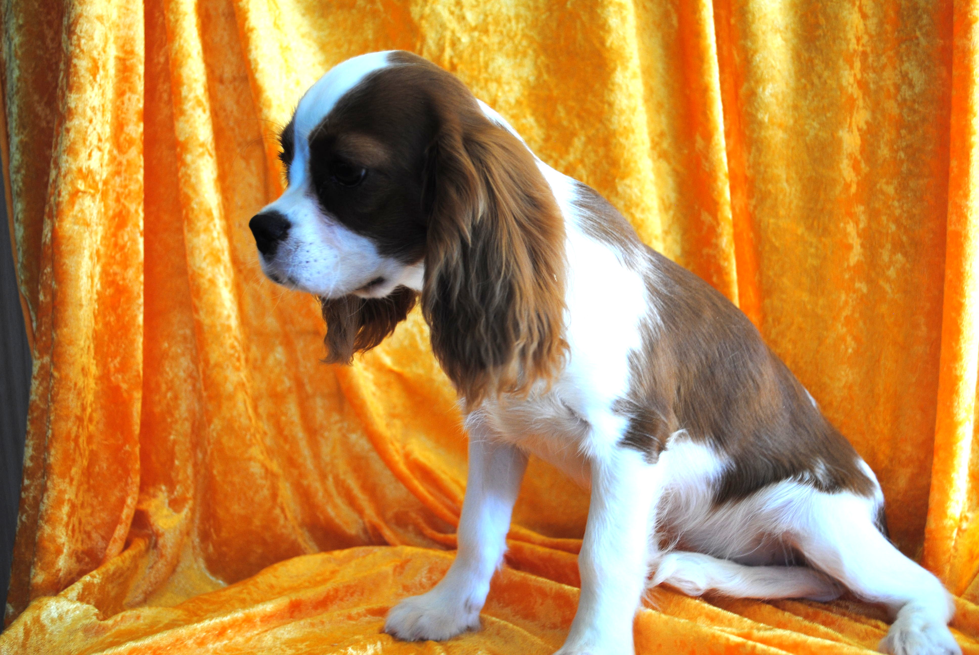 Dsc 0024 copie