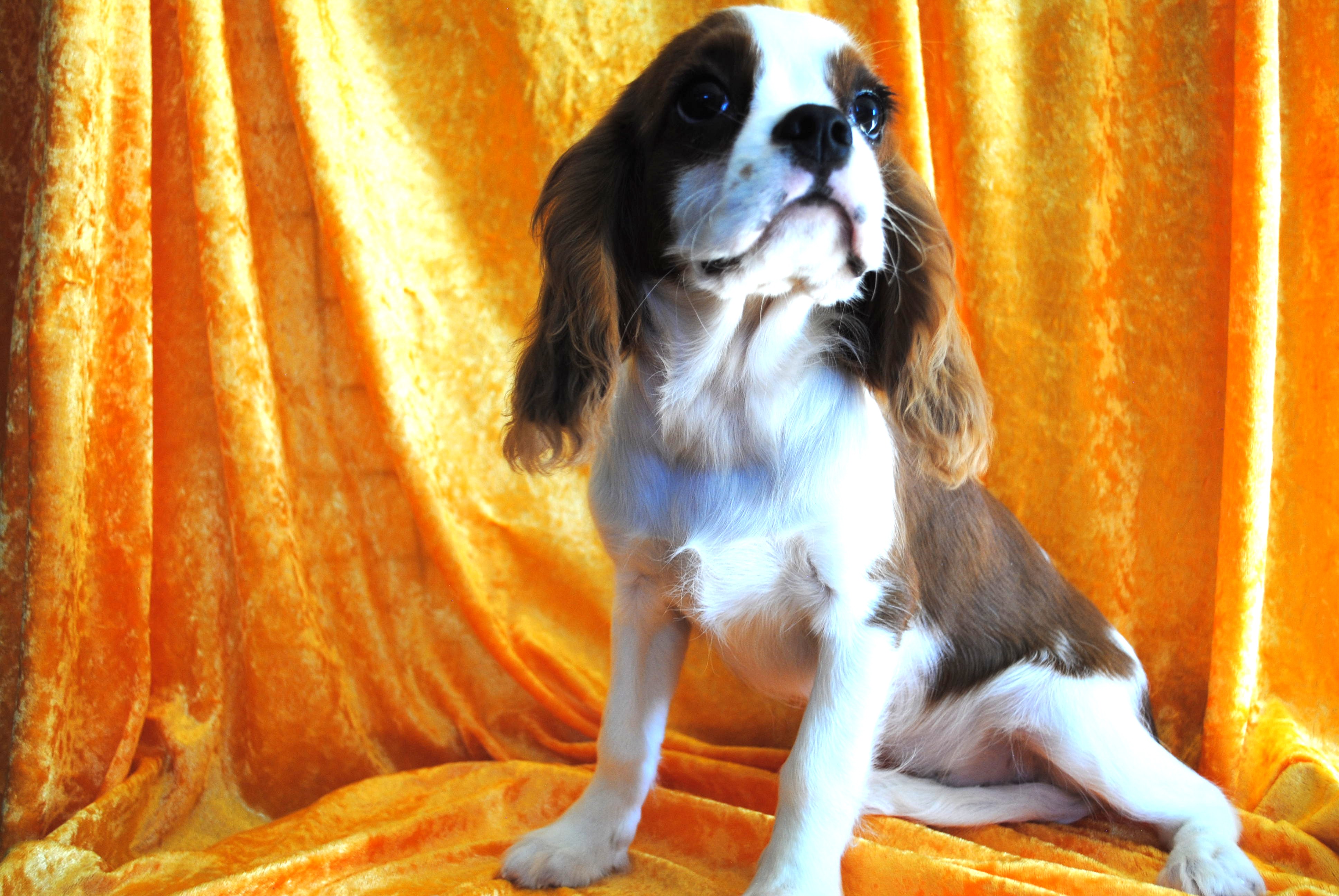 Dsc 0023 copie
