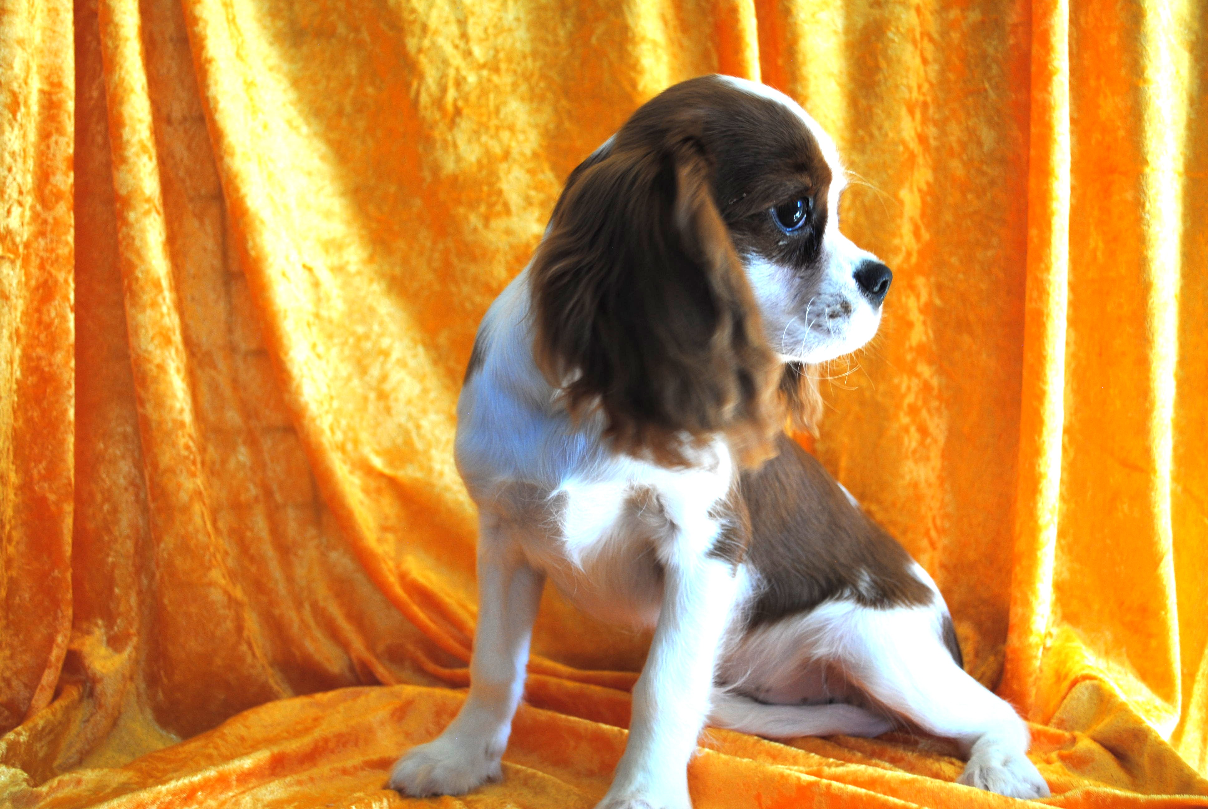 Dsc 0022 copie