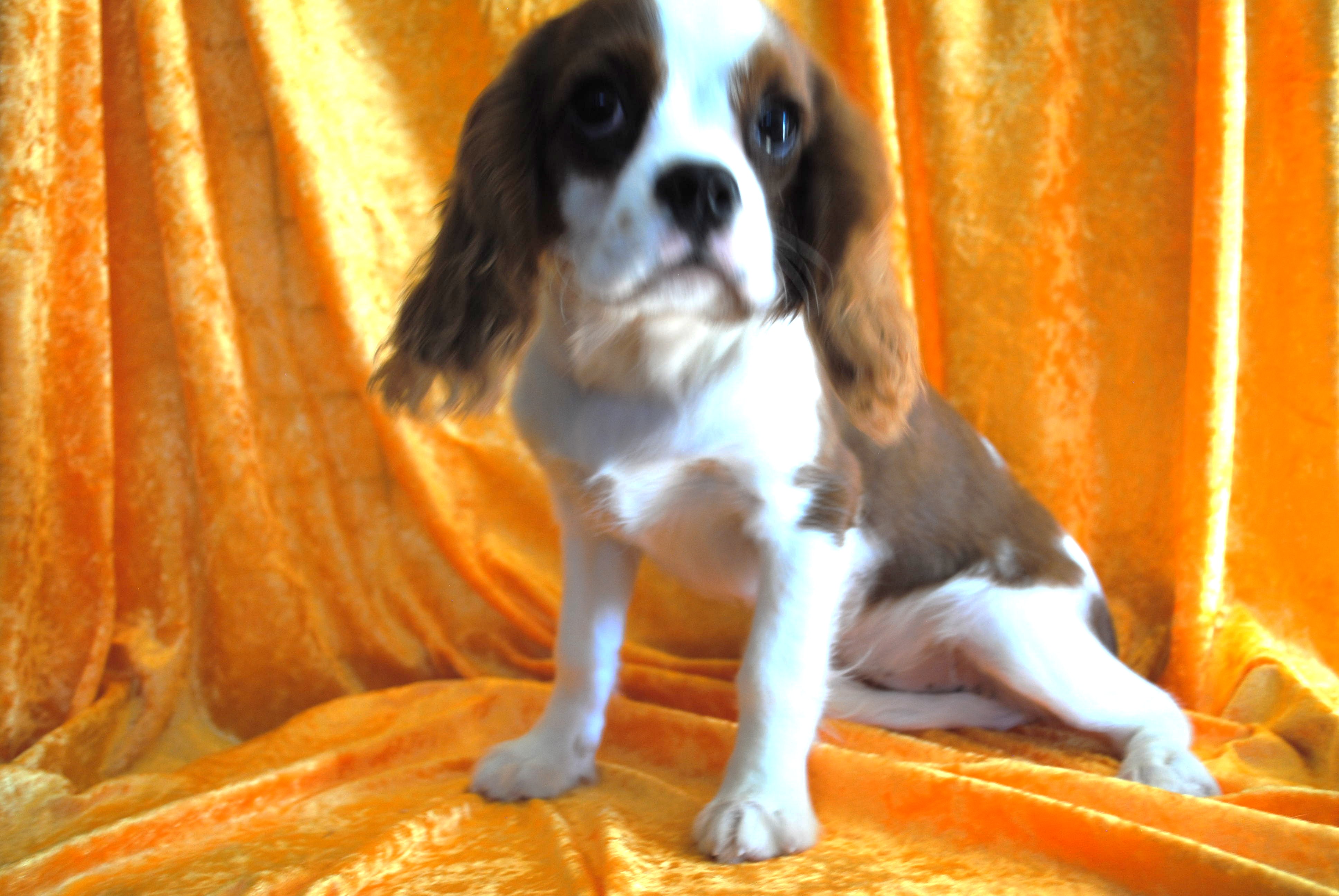 Dsc 0021 copie