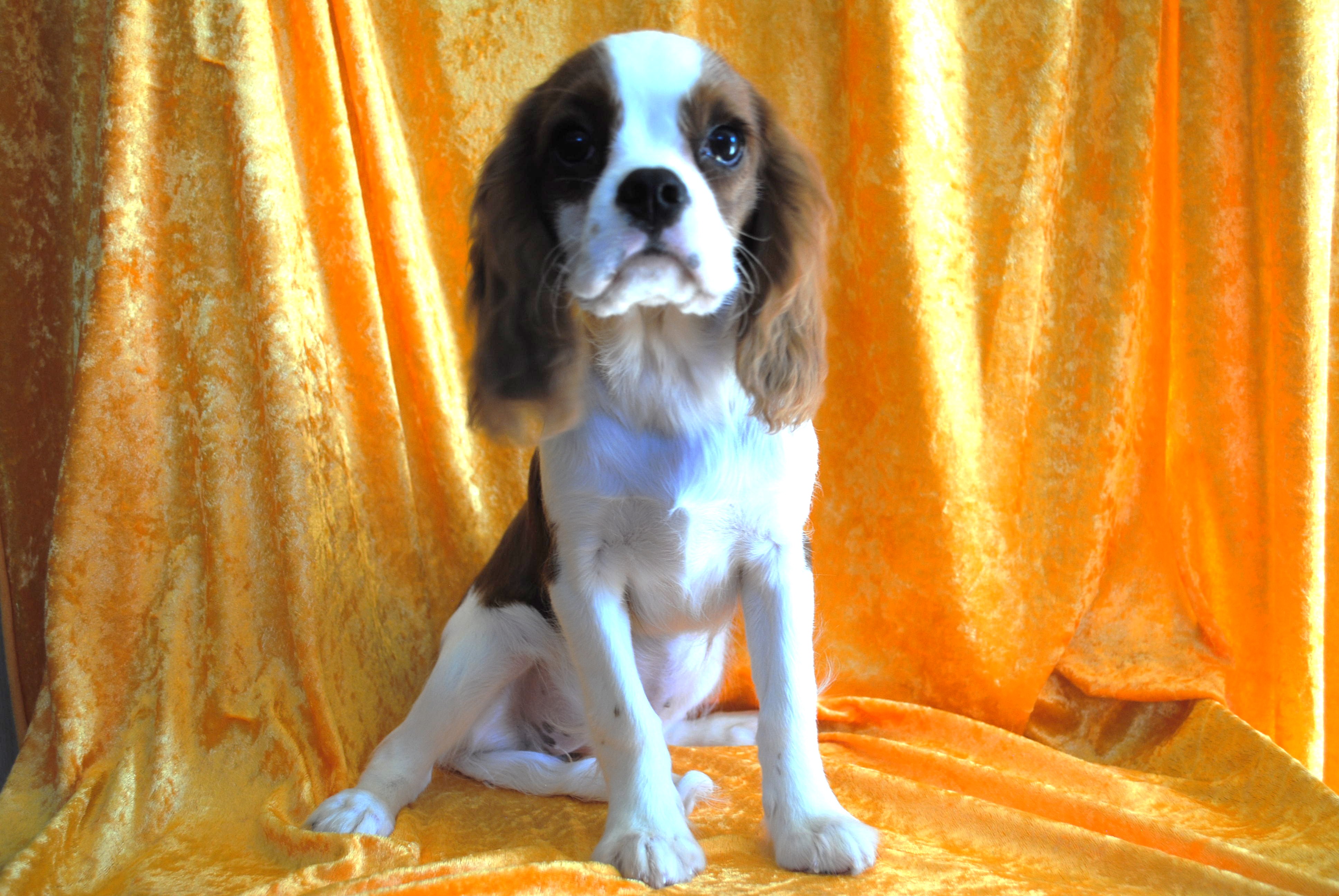 Dsc 0020 copie