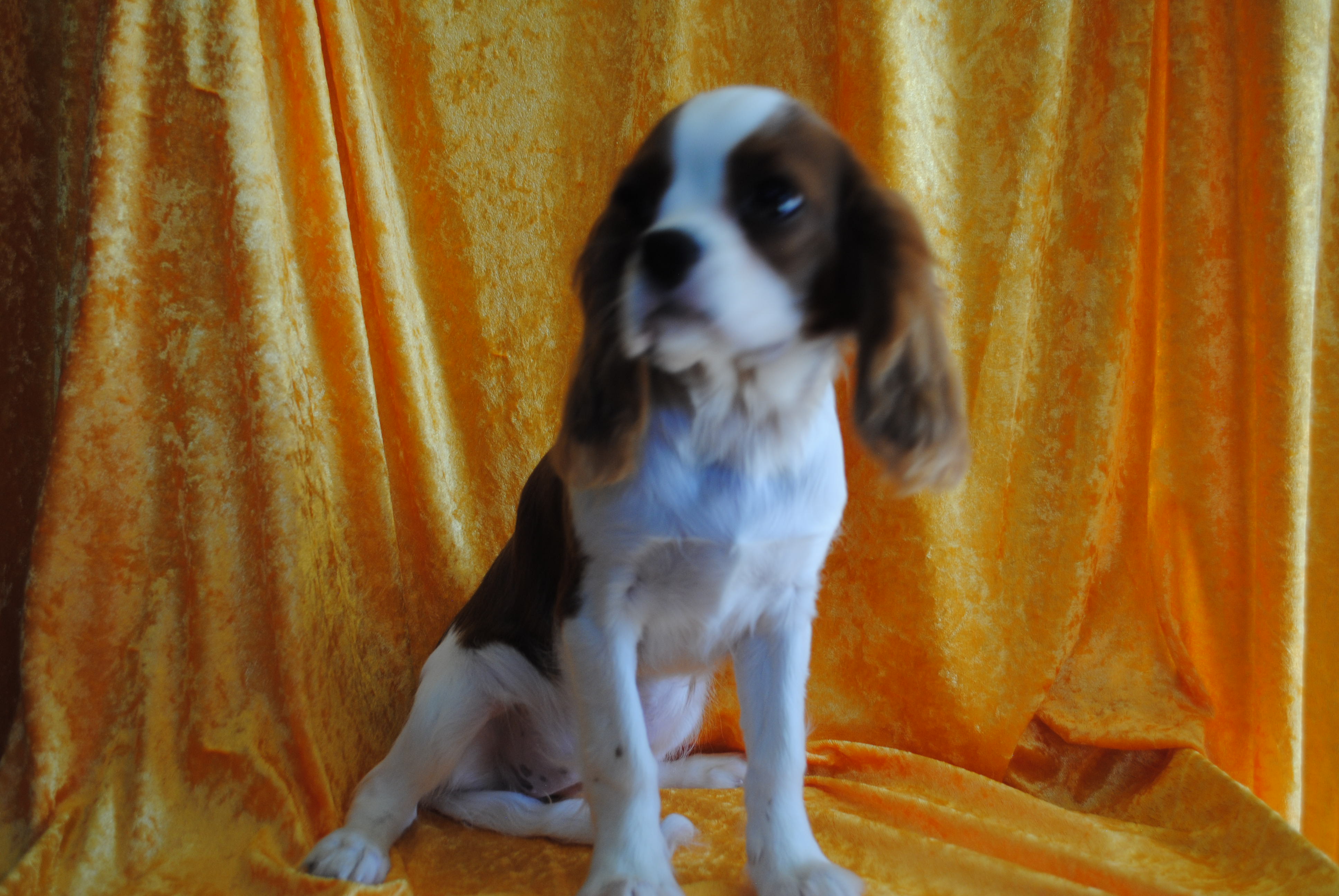 Dsc 0019 copie