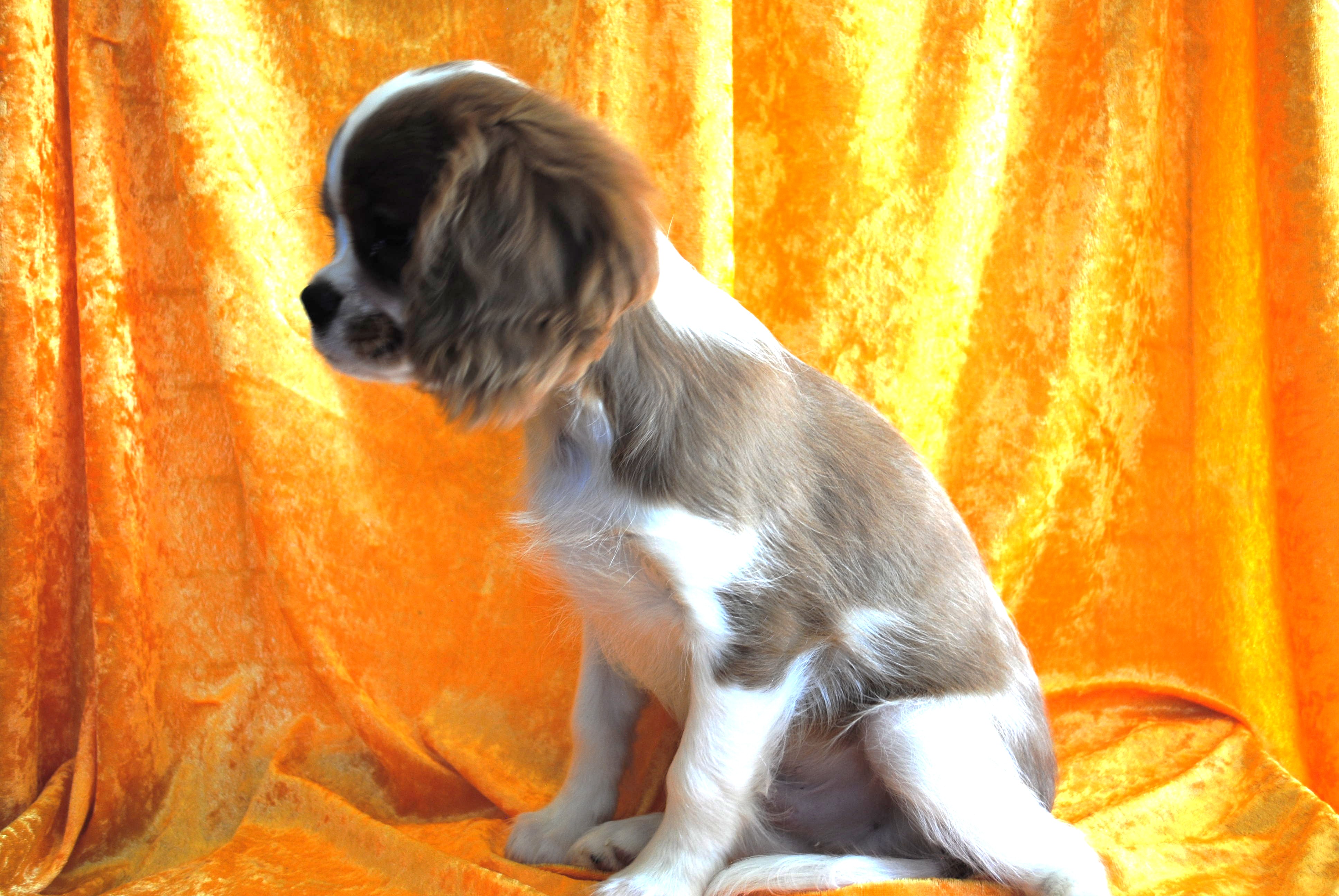 Dsc 0014 copie