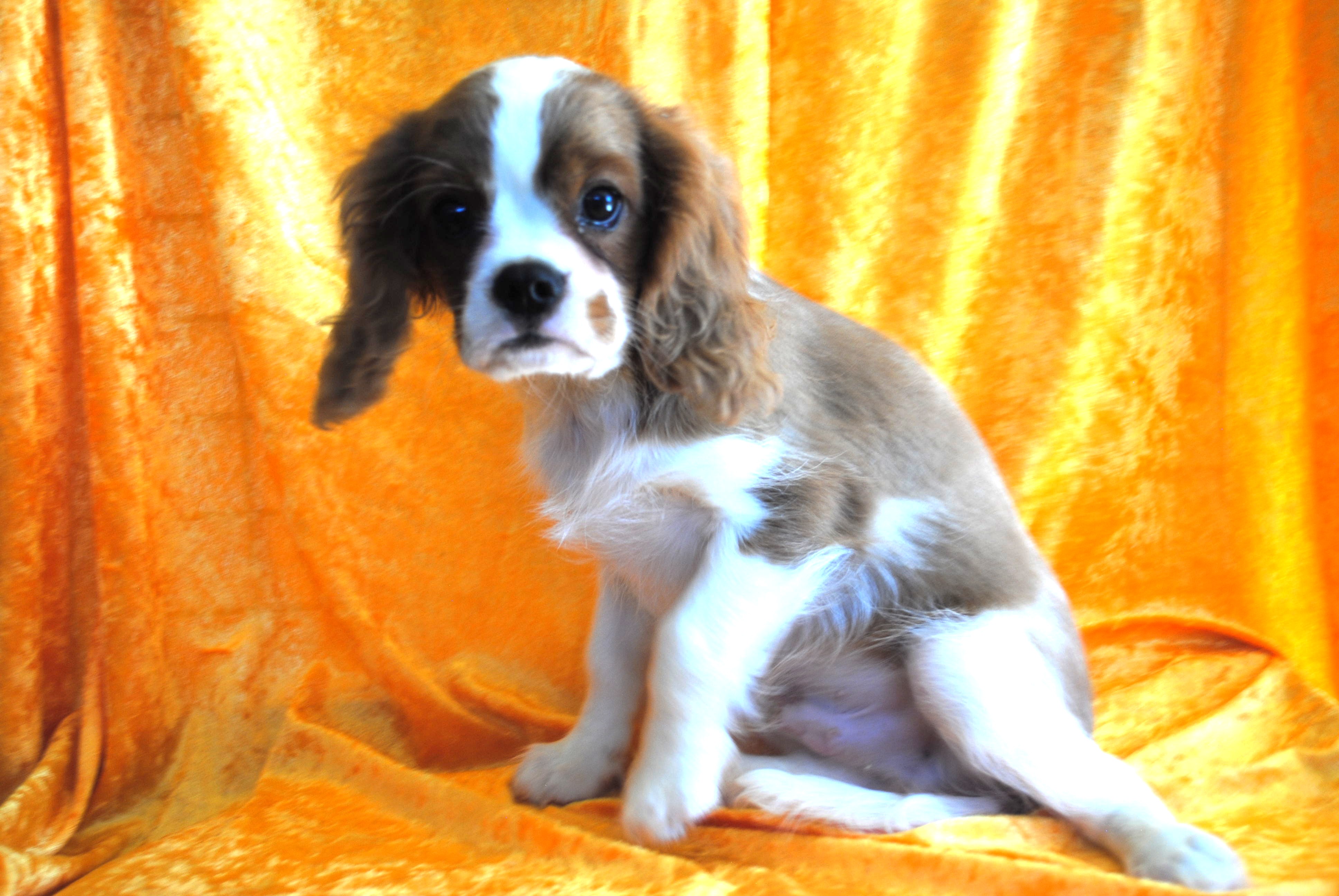Dsc 0012 copie