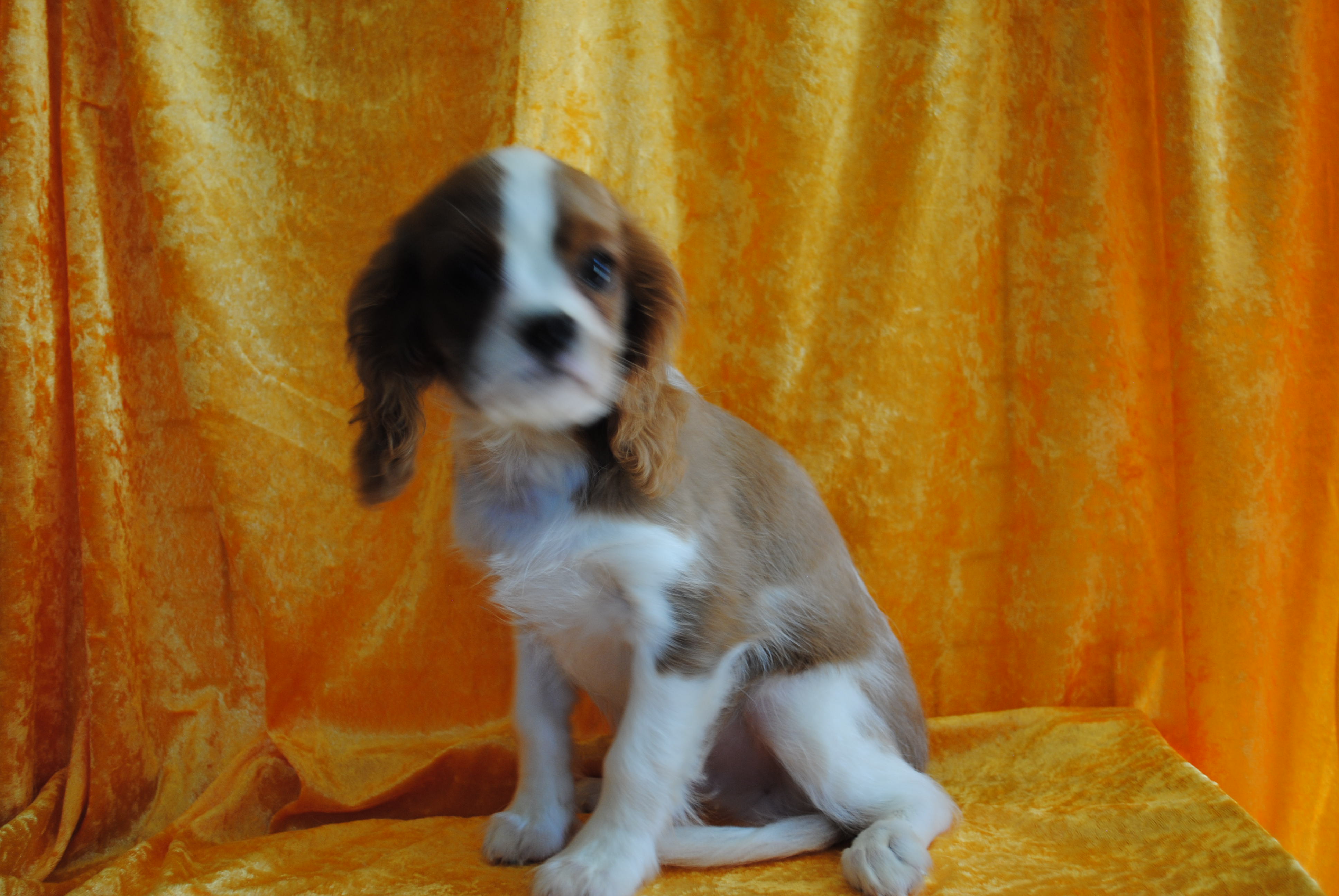 Dsc 0011 copie