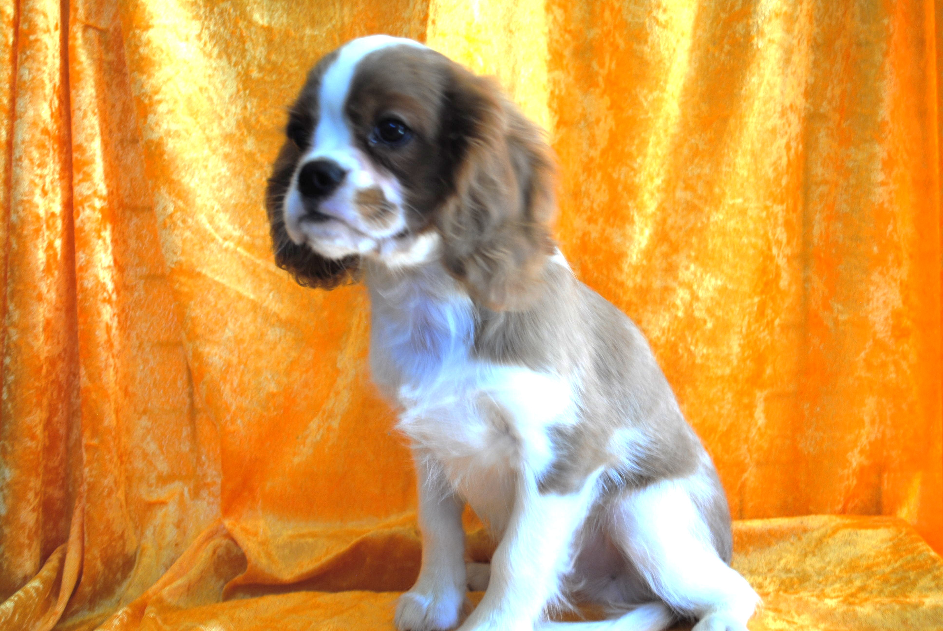 Dsc 0010 copie