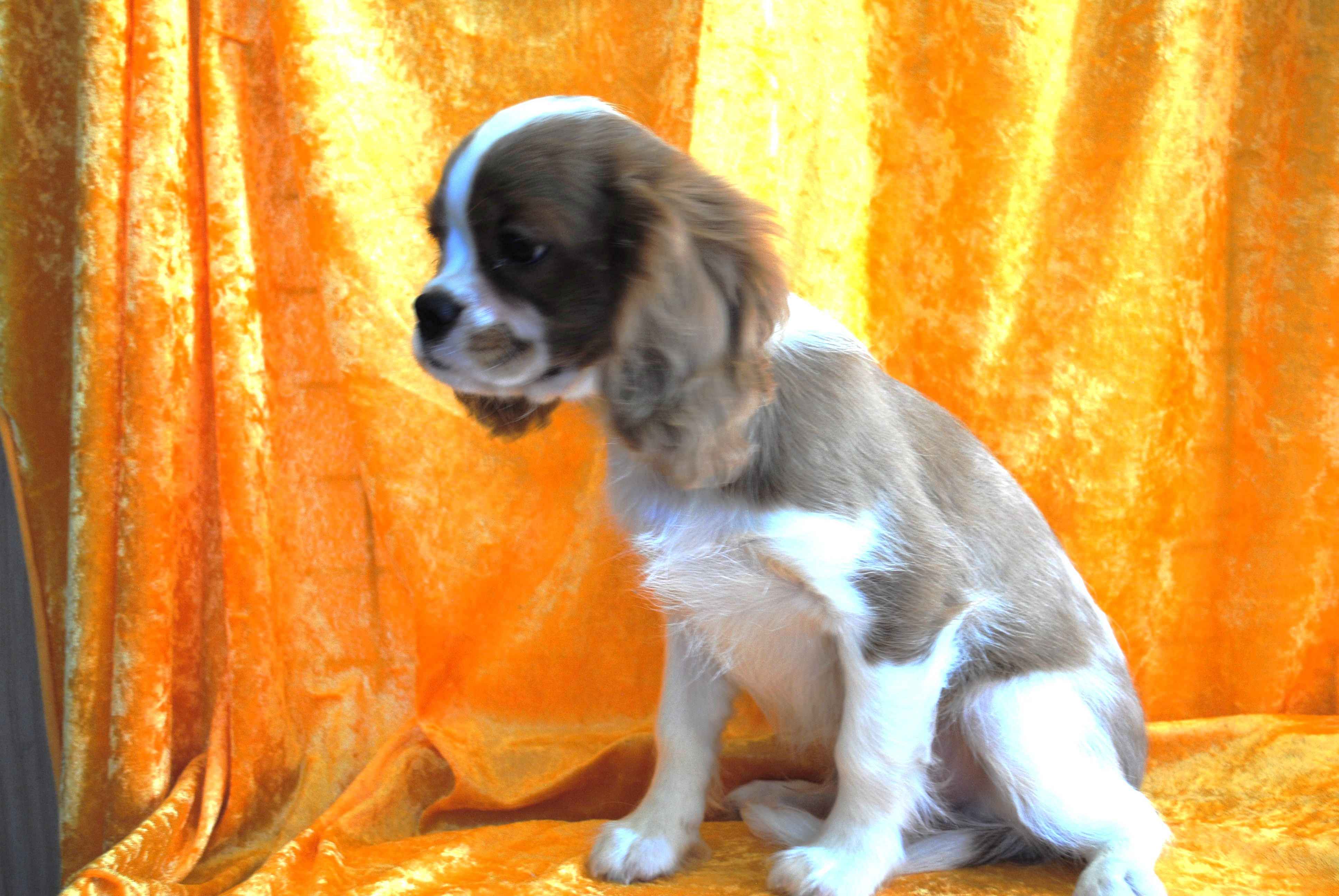 Dsc 0009 copie