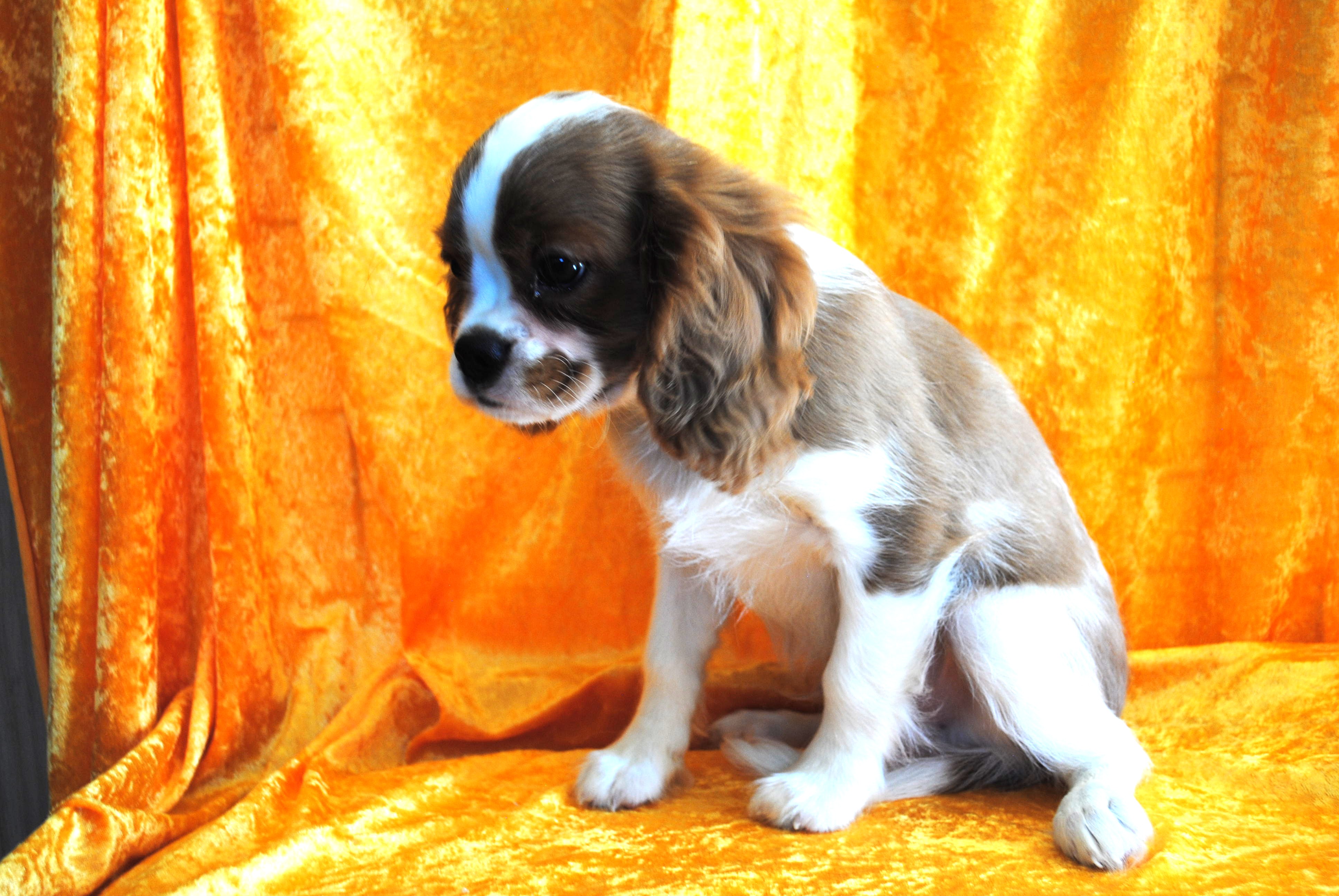 Dsc 0008 copie