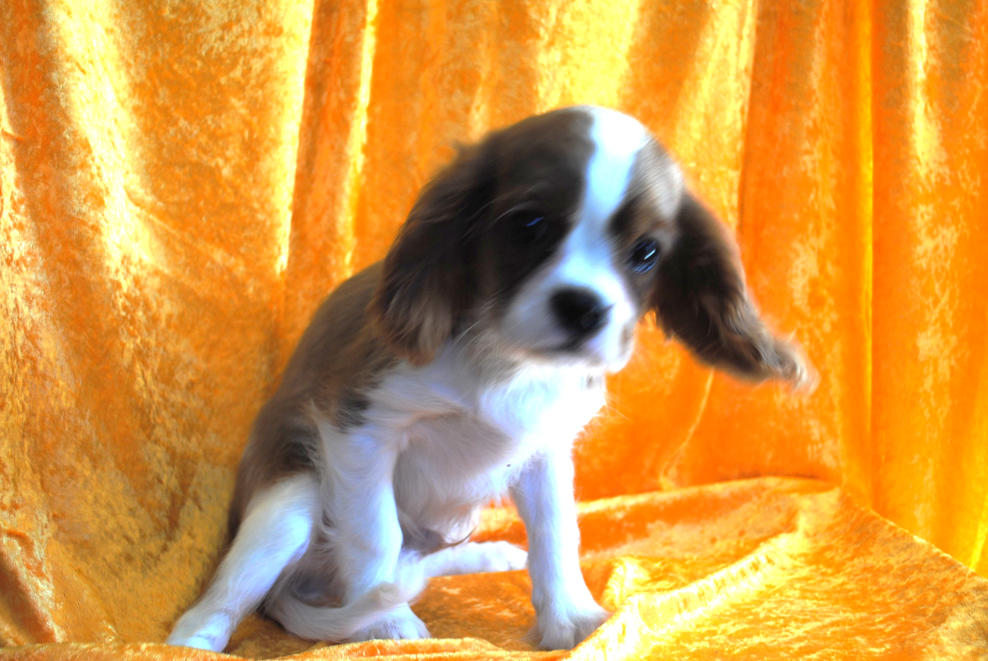 Dsc 0007 copie