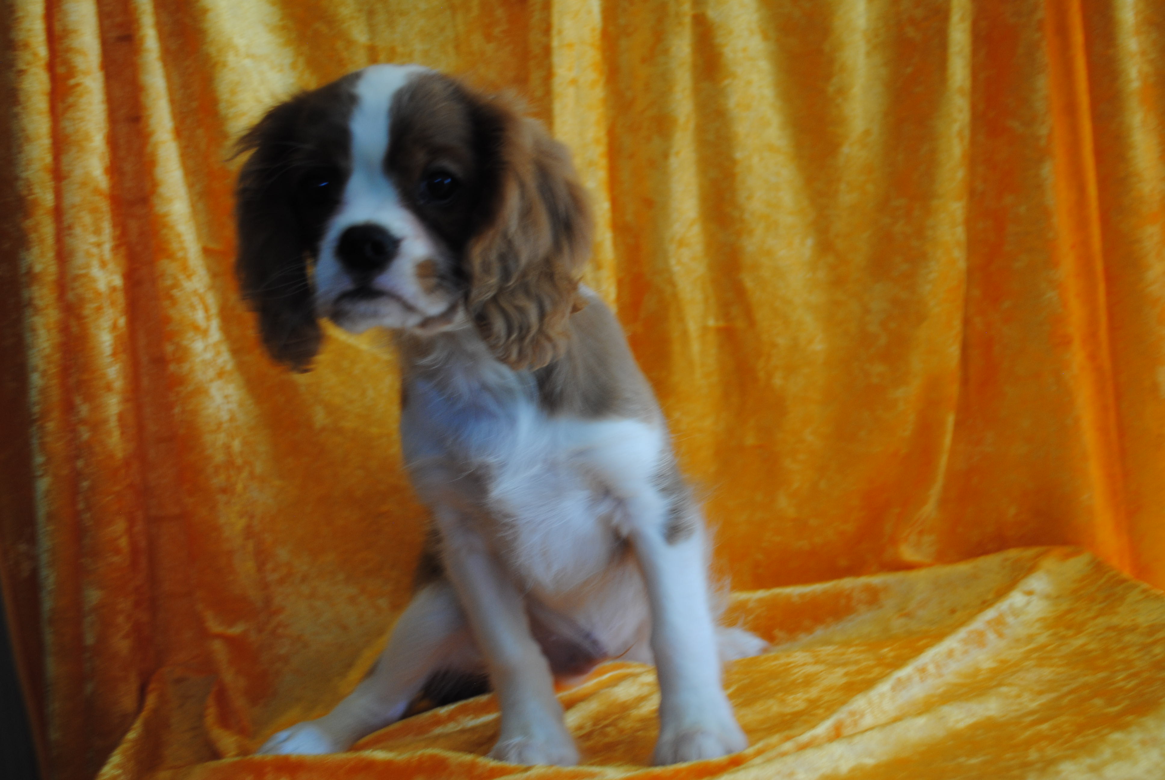 Dsc 0006 copie