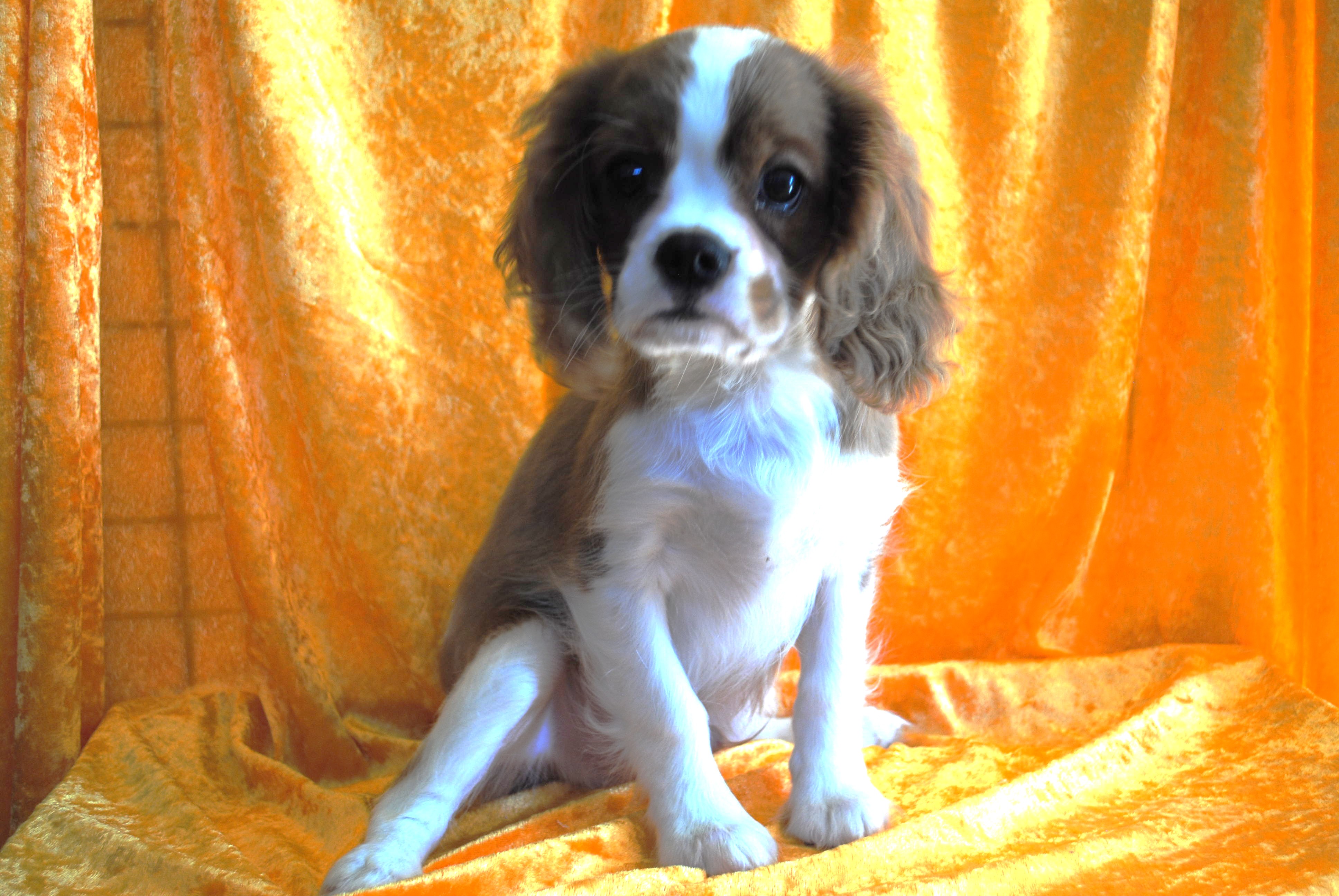 Dsc 0004 copie