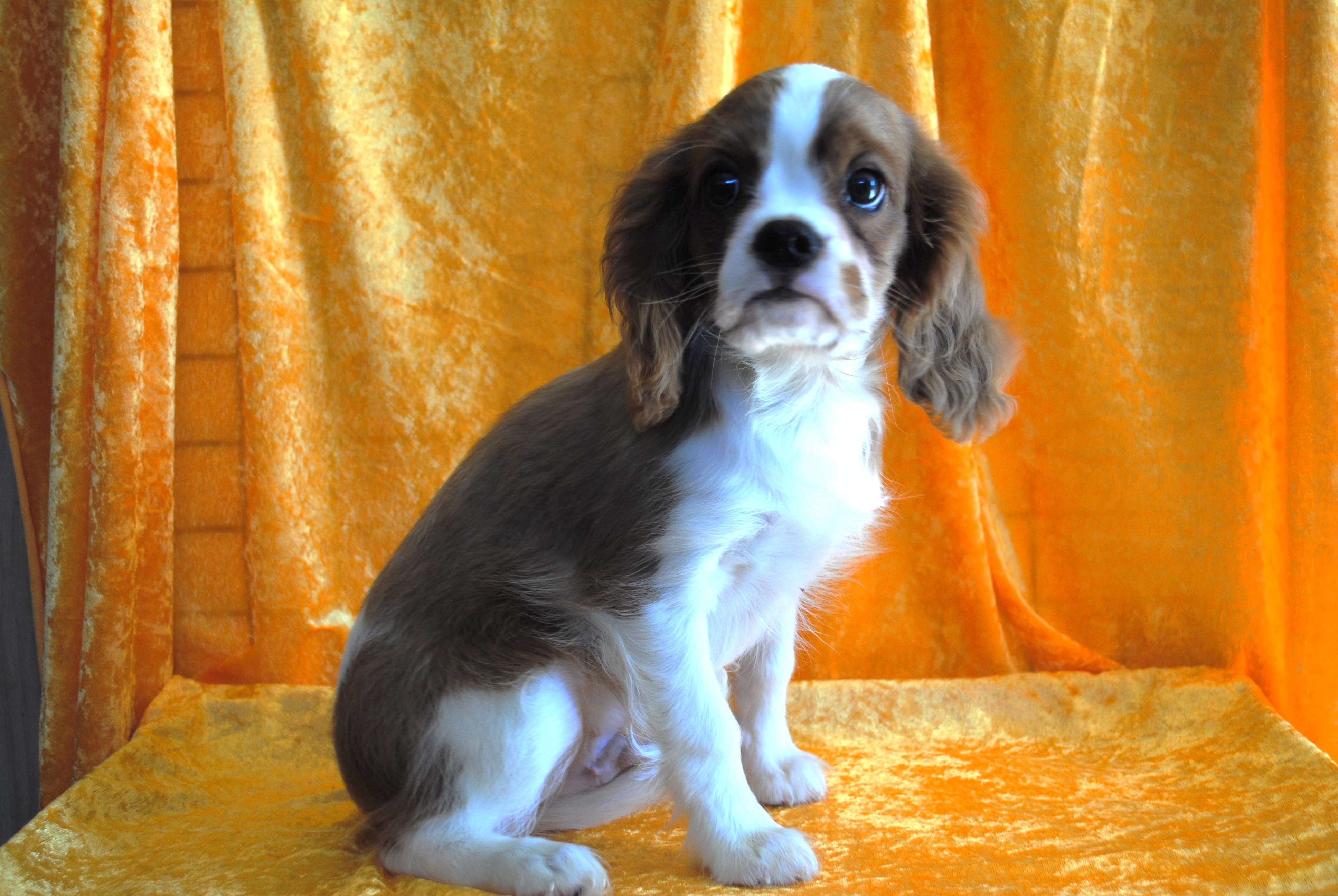 Dsc 0003 copie