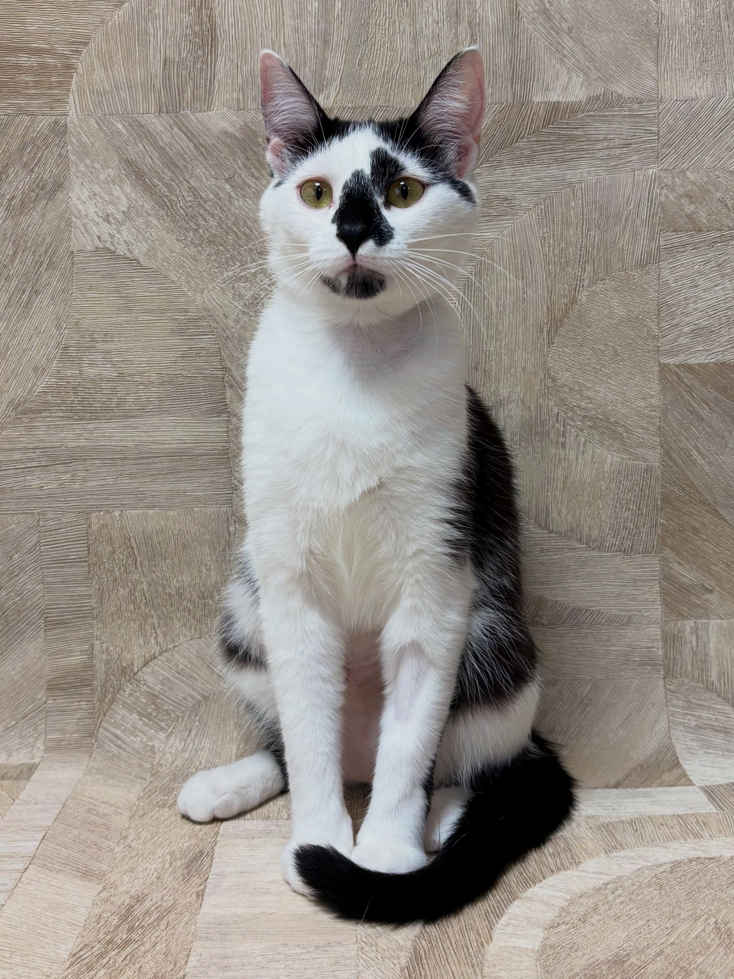 Nala-