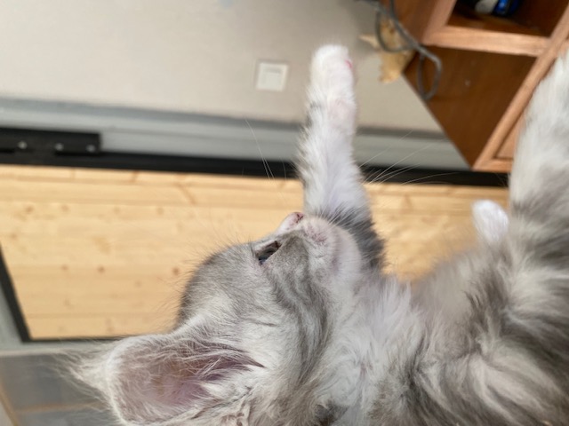 Mainecoon4