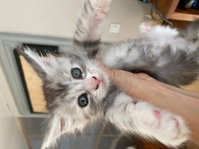 Mainecoon3