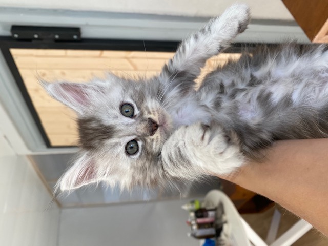 Mainecoon2