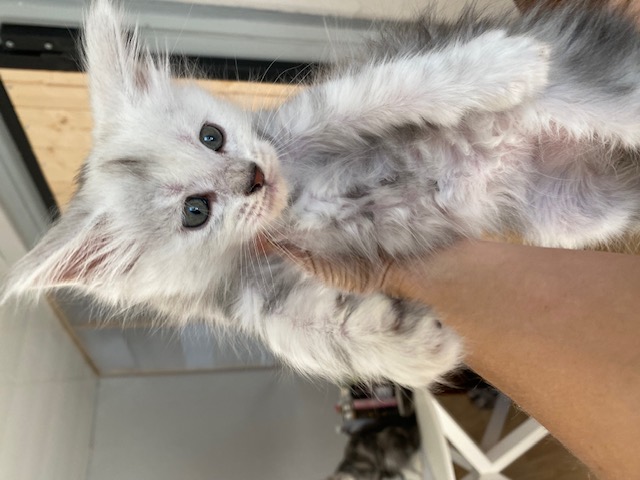Mainecoon1