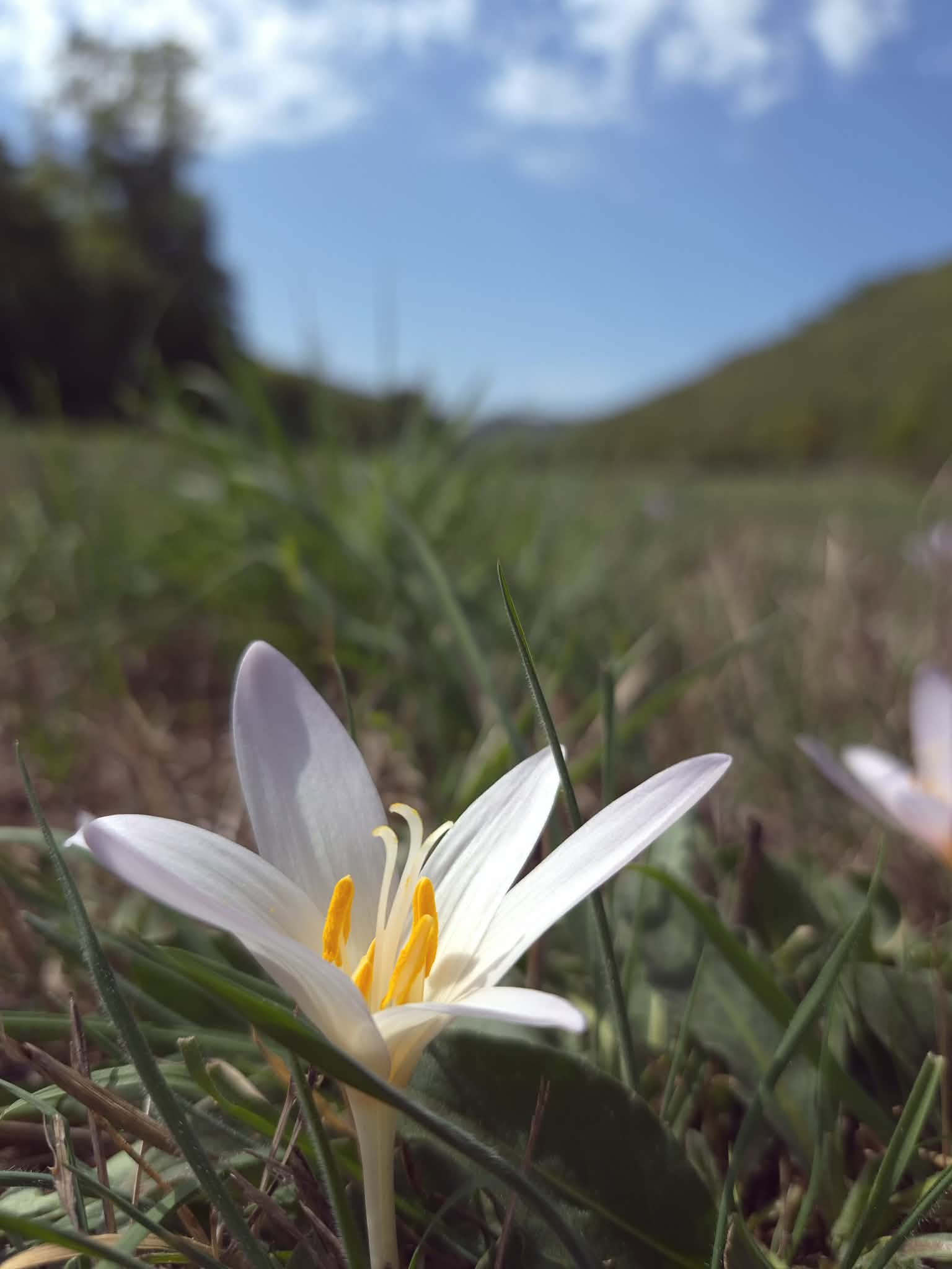 Colchique vallee de la sianne cantal auvergne