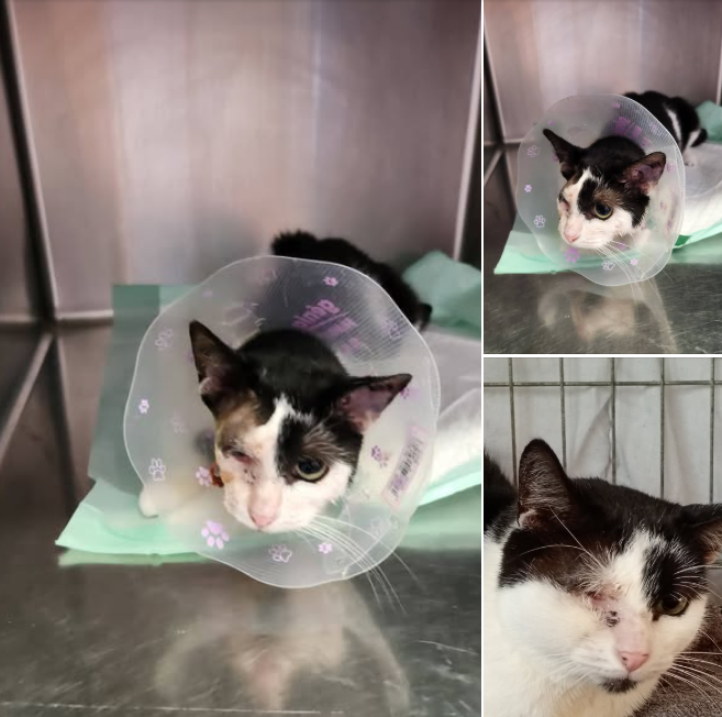 🐈‍⬛les visites chez le vétérinaire continuent 😔😔