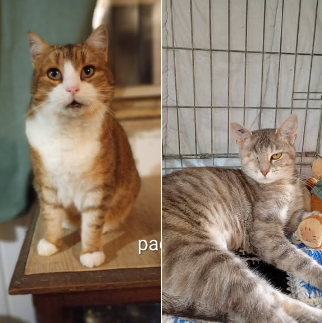 ❤️ MERCI POUR PACO ET PLUME ❤️