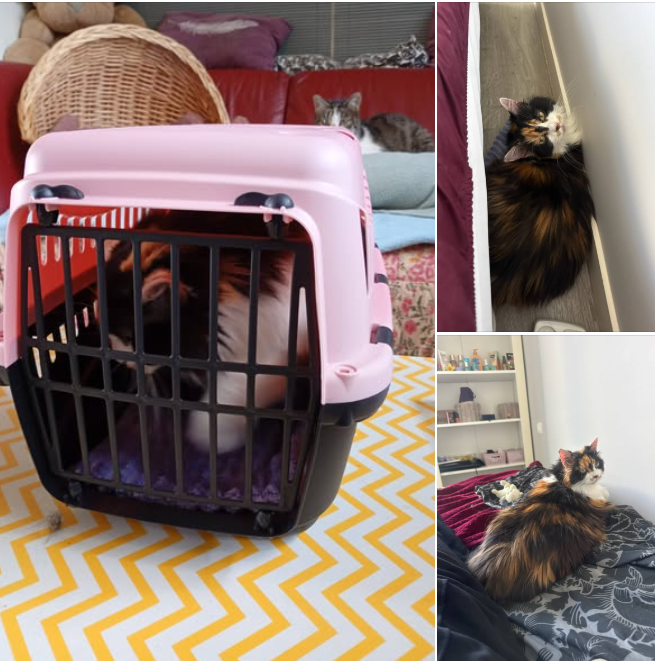 🏡❤️ Aujourd’hui, c’est le grand départ pour Mademoiselle Kity ! ❤️🏡