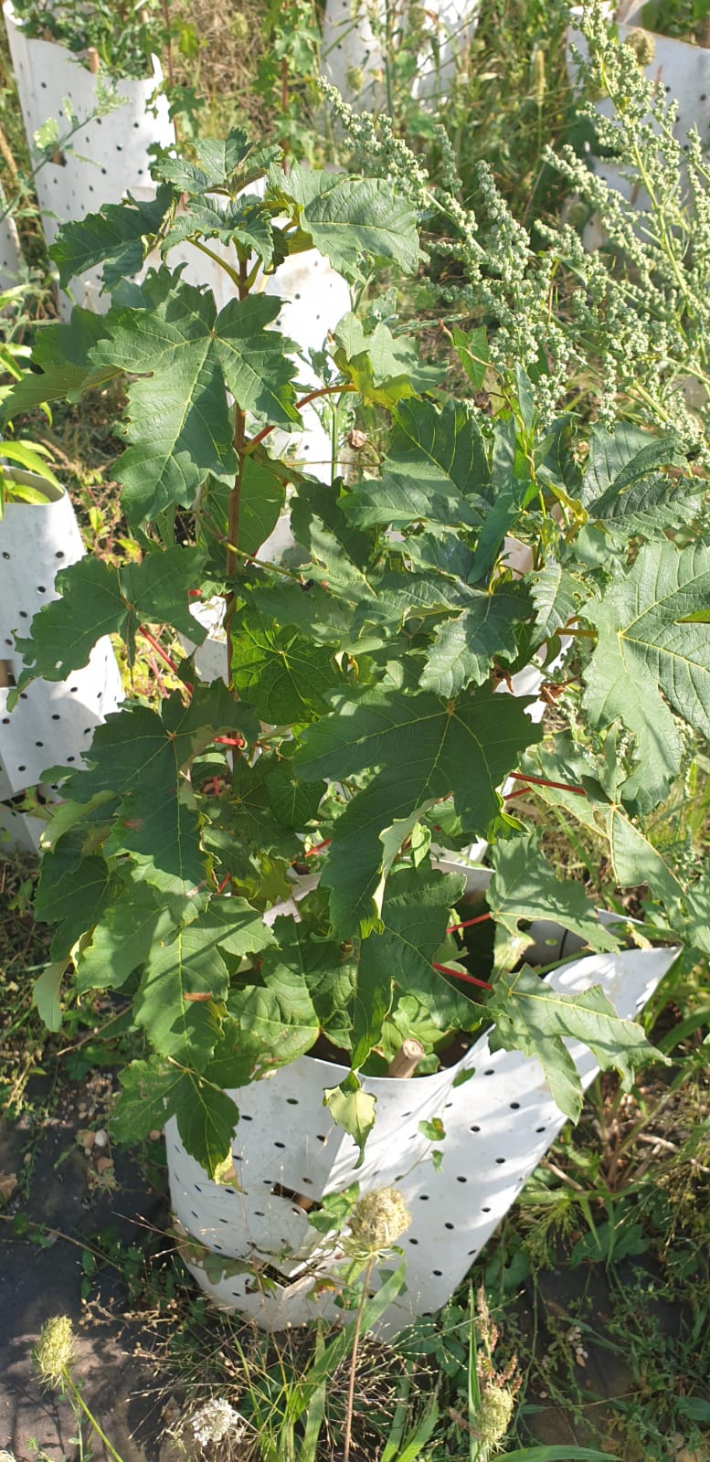 Jeudi 15 octobre - chantier d'entretien des mini-forêts - Oyonnax