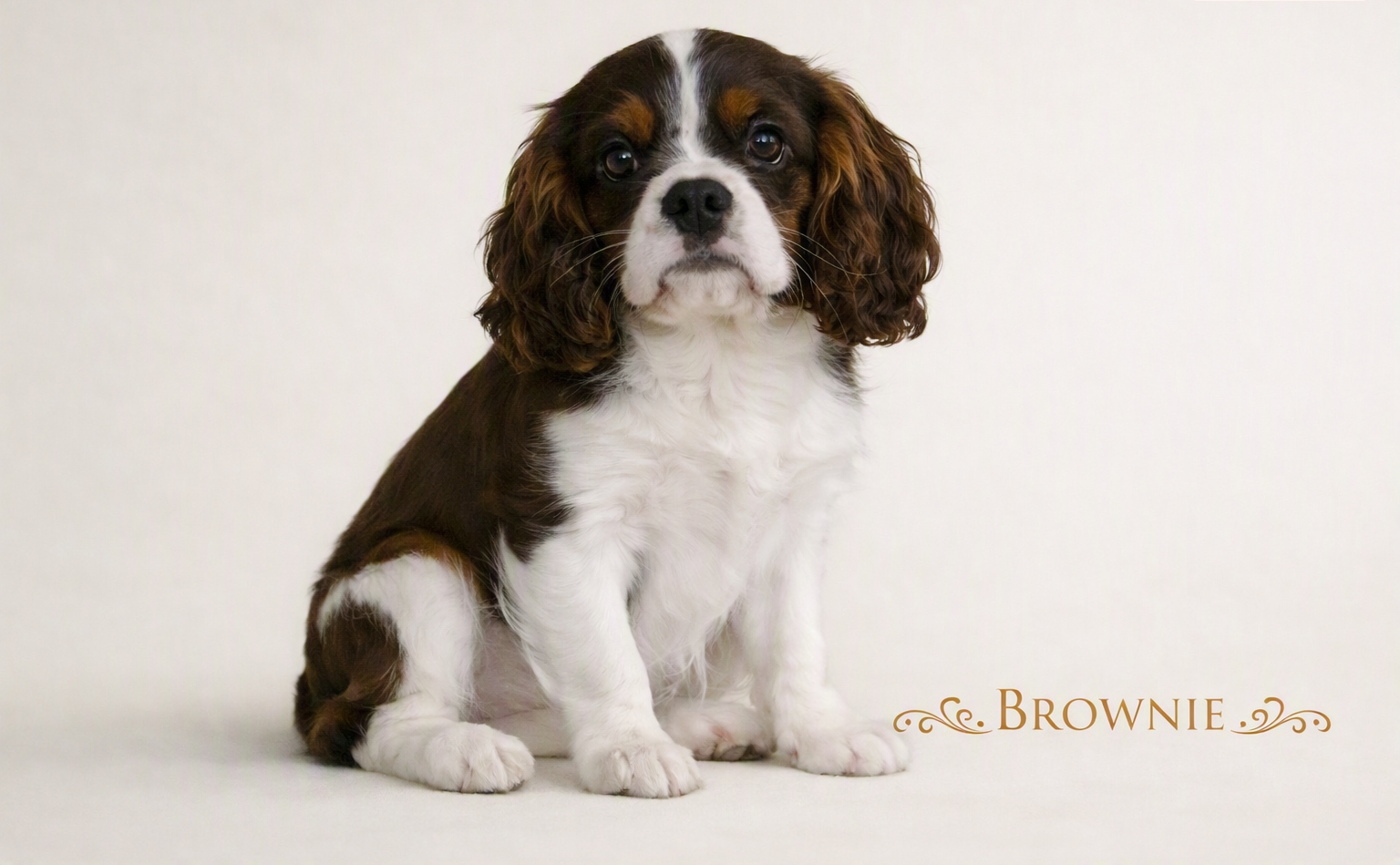 Brownie-2-png