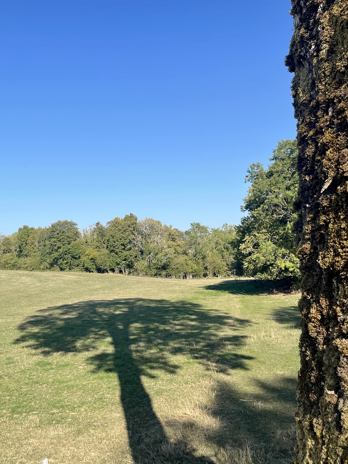 Ombre-d-arbres