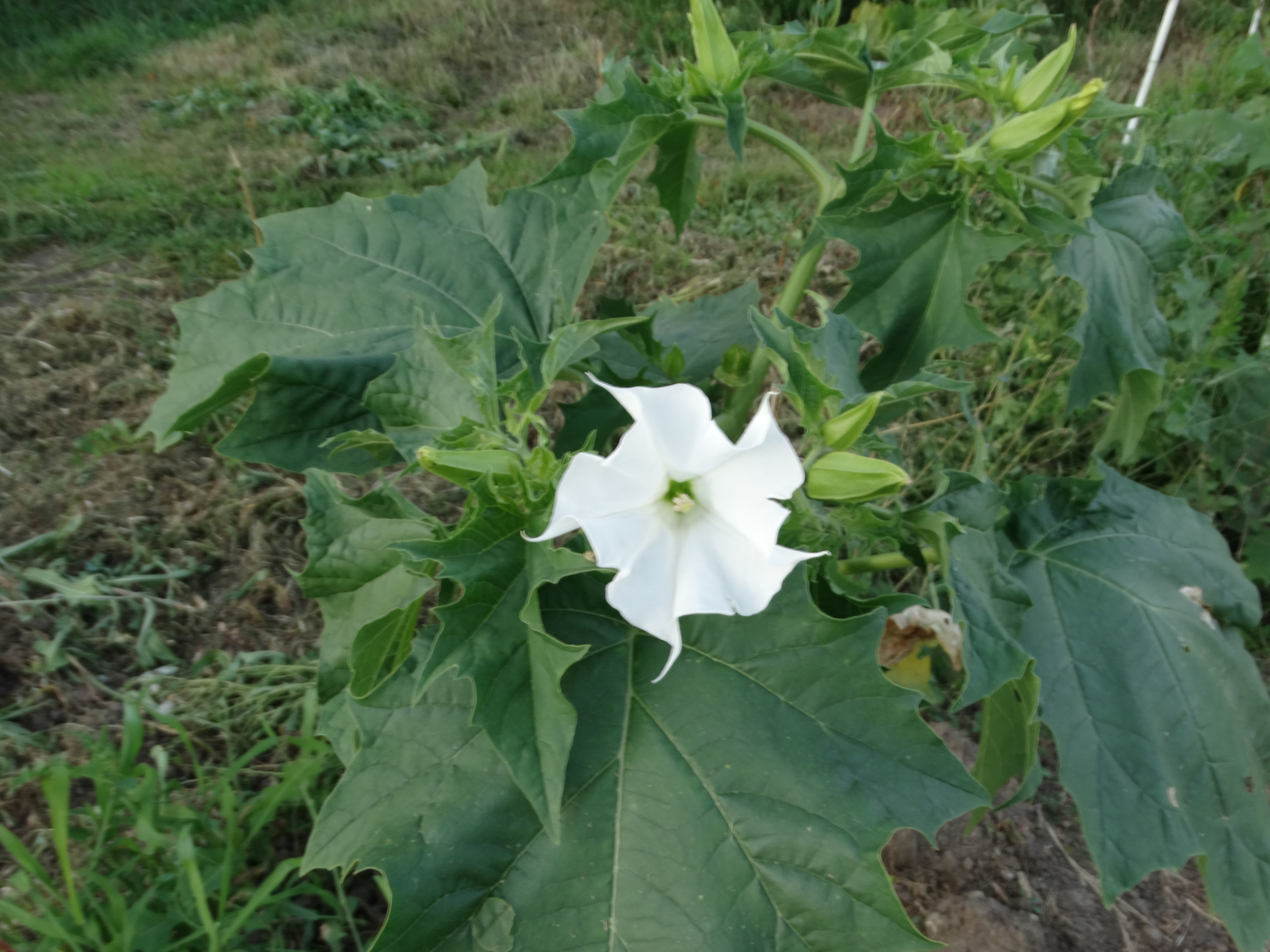 Magnifique Datura