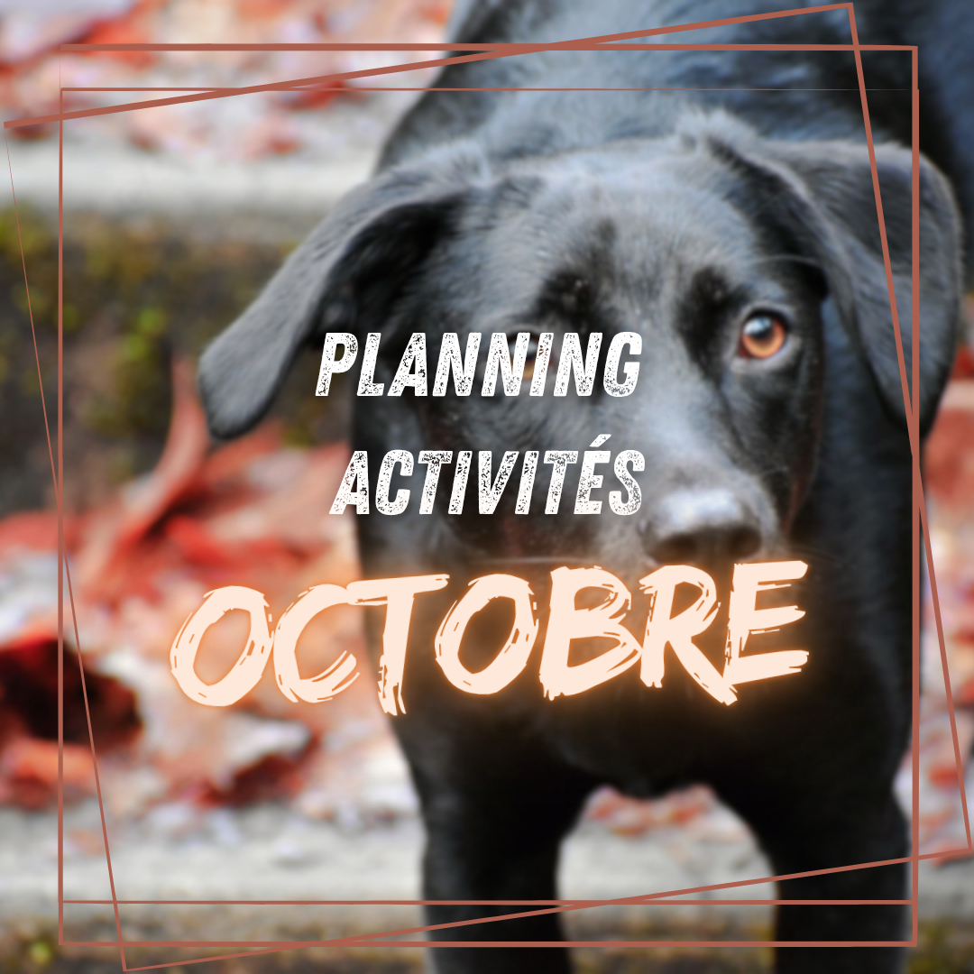 Planning des activités d'Octobre