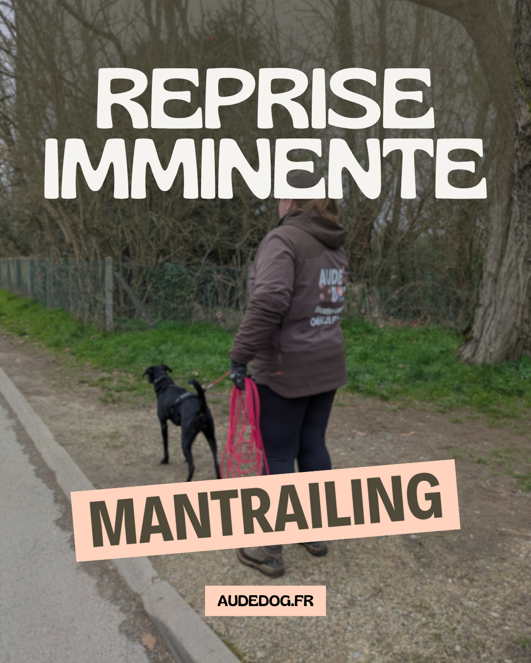 Le mantrailing reprend chez Aude Dog !