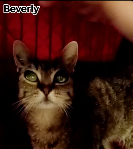🐾 Des nouvelles de notre petite Beverly ❤️