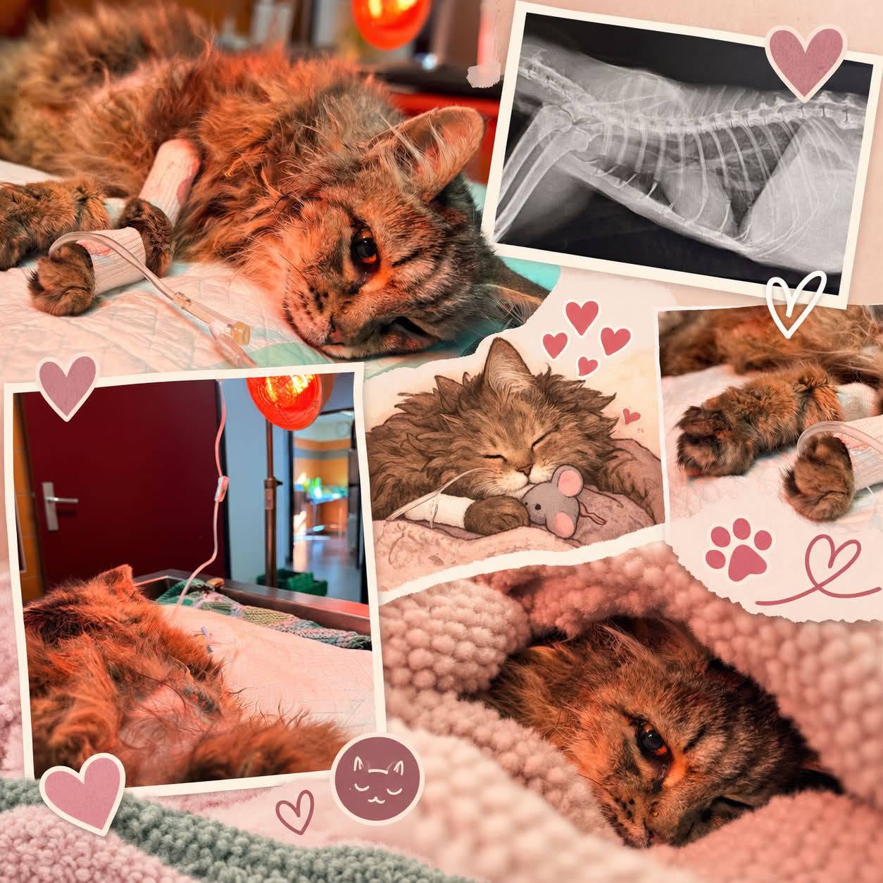 💔 Triste nouvelle pour notre petite Mignonne… 💔