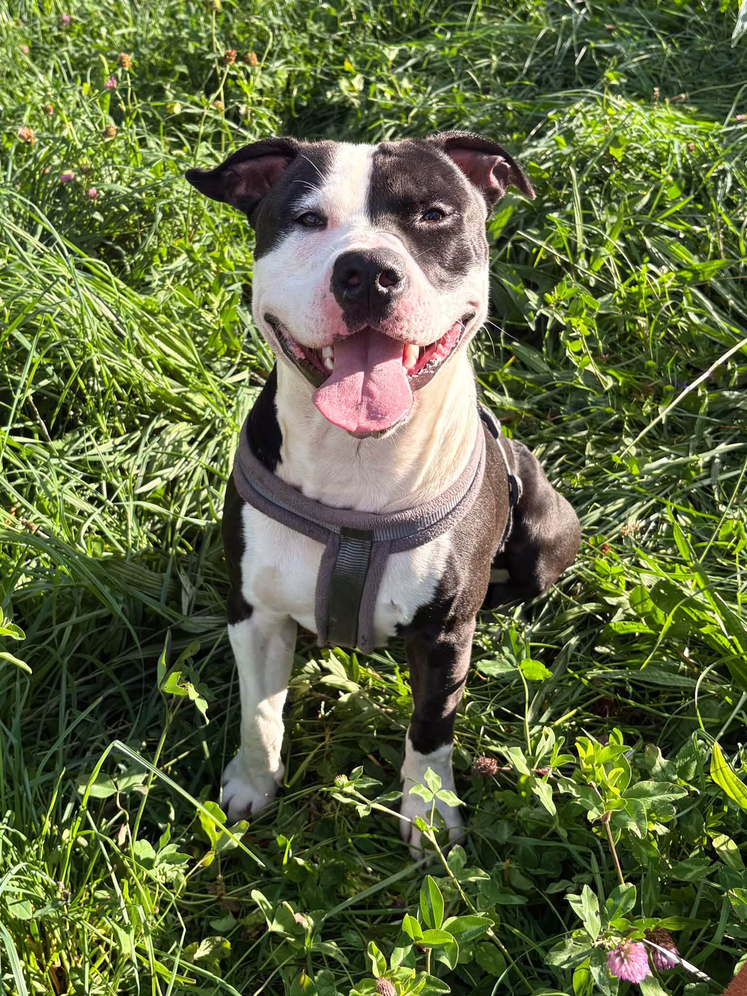 Domino
