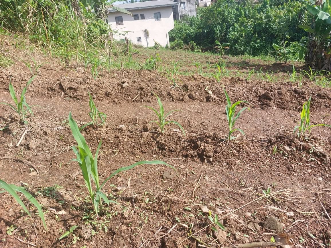 Mission à Campo