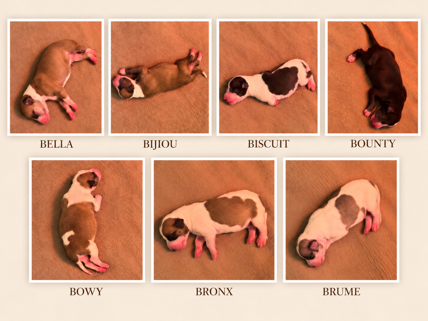 Medley-chiot