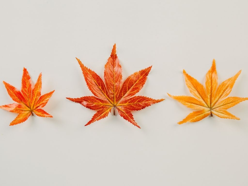 bande de 3 feuilles d'automne pour l'Offre Cocon d'automne, le Massage Signature au beurre de karité