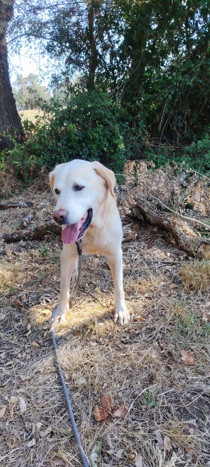 Sky labrador